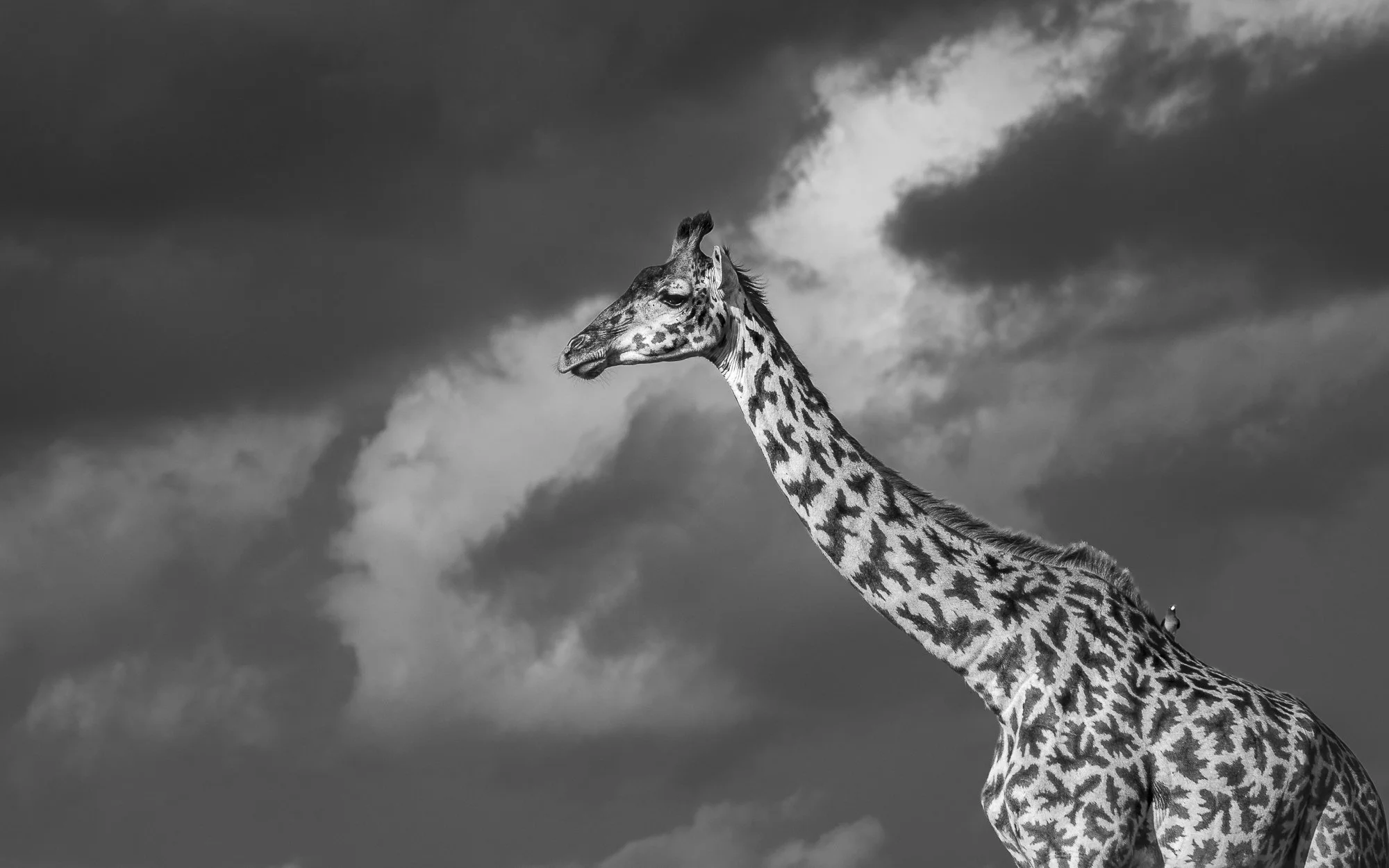 Black and White photo of Maasai Giraffe against a stormy sky