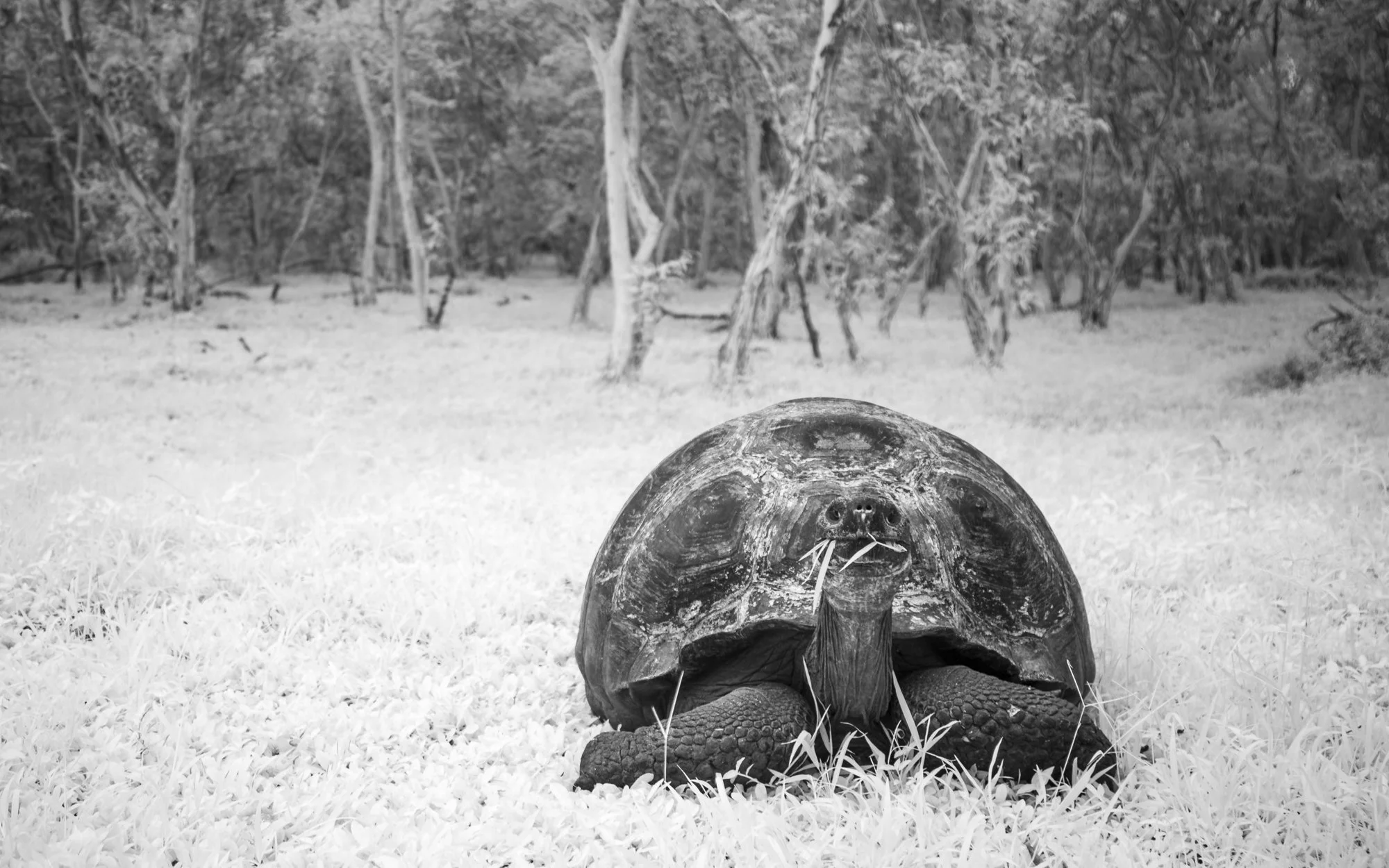 Giant Tortoise at Santa Cruz