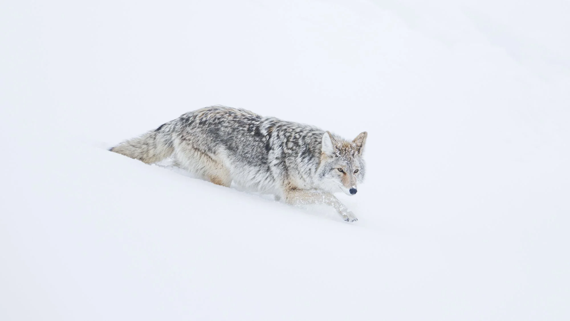 Yellowstone coyote moving through snow