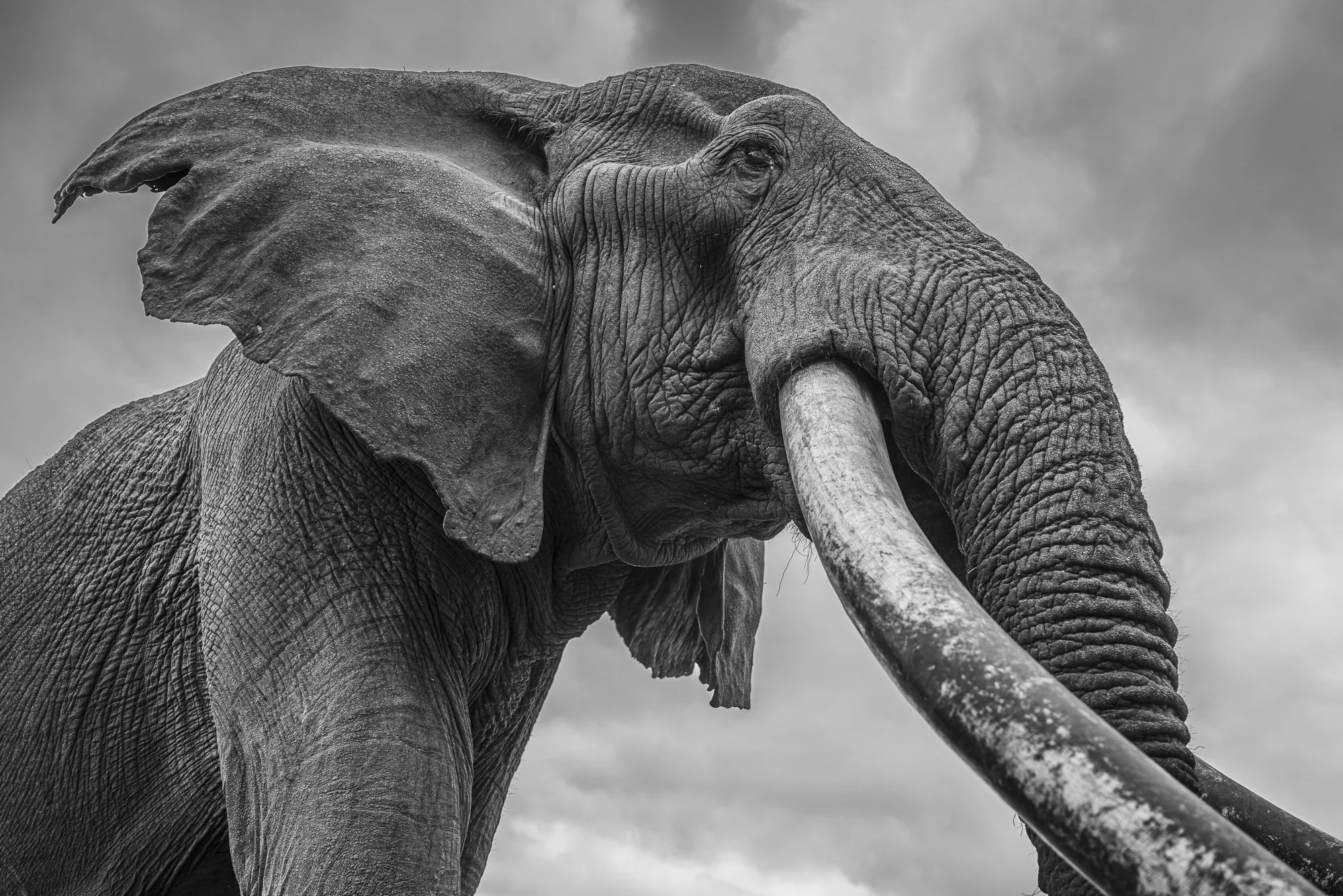 CRAIG FROM BELOW · Amboseli
