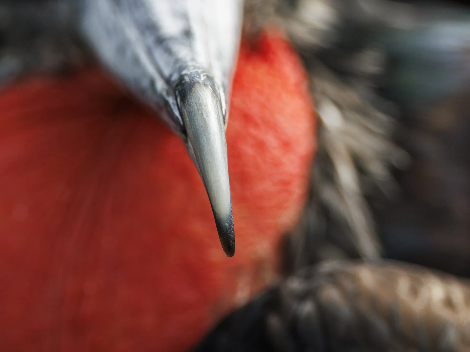 Abstract image of Great Frigate Bird