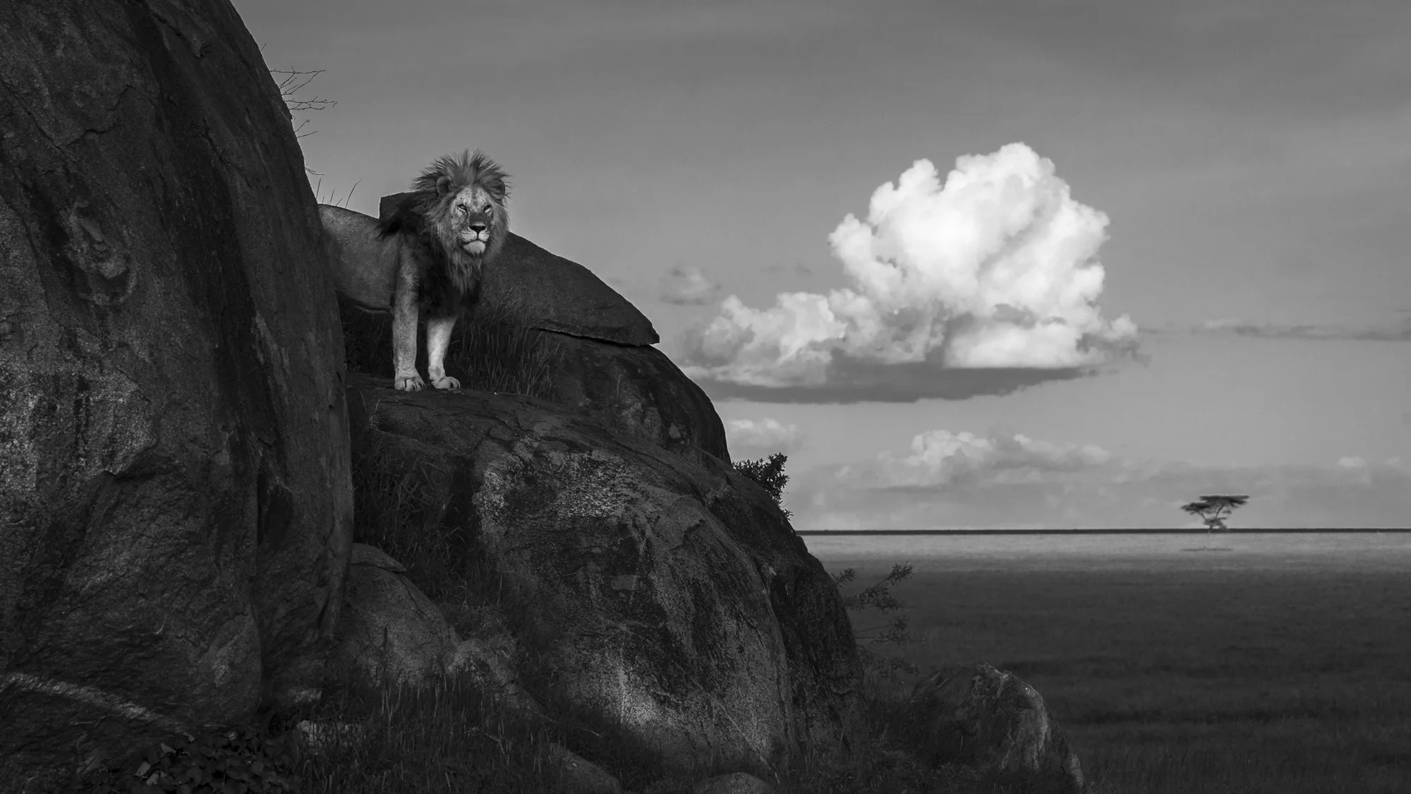 Male Lion Bob Jnr stands on kopje