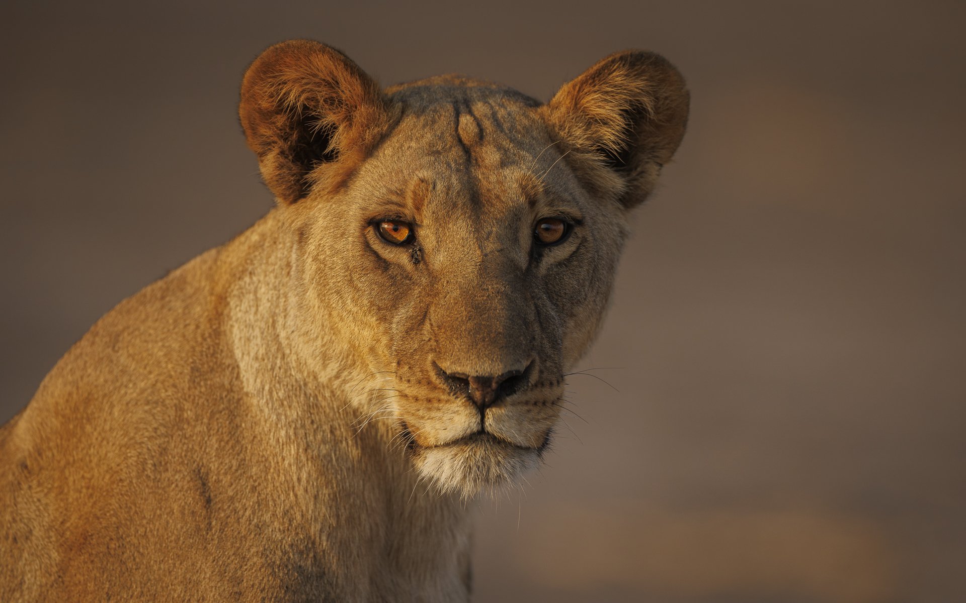 LIONESS IN GOLDEN LIGHT •  Mokete