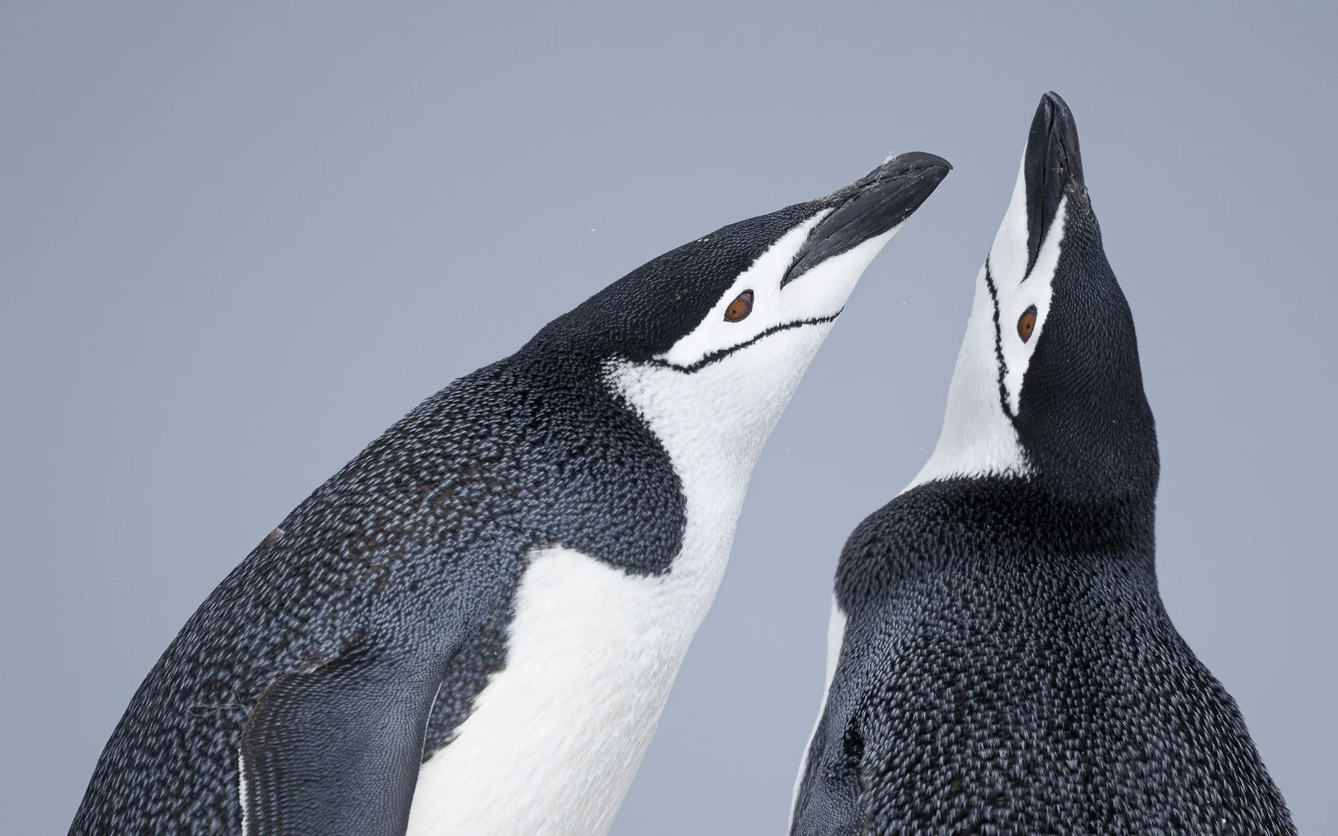 COURTING CHINSTRAPS  •  Half Moon Bay