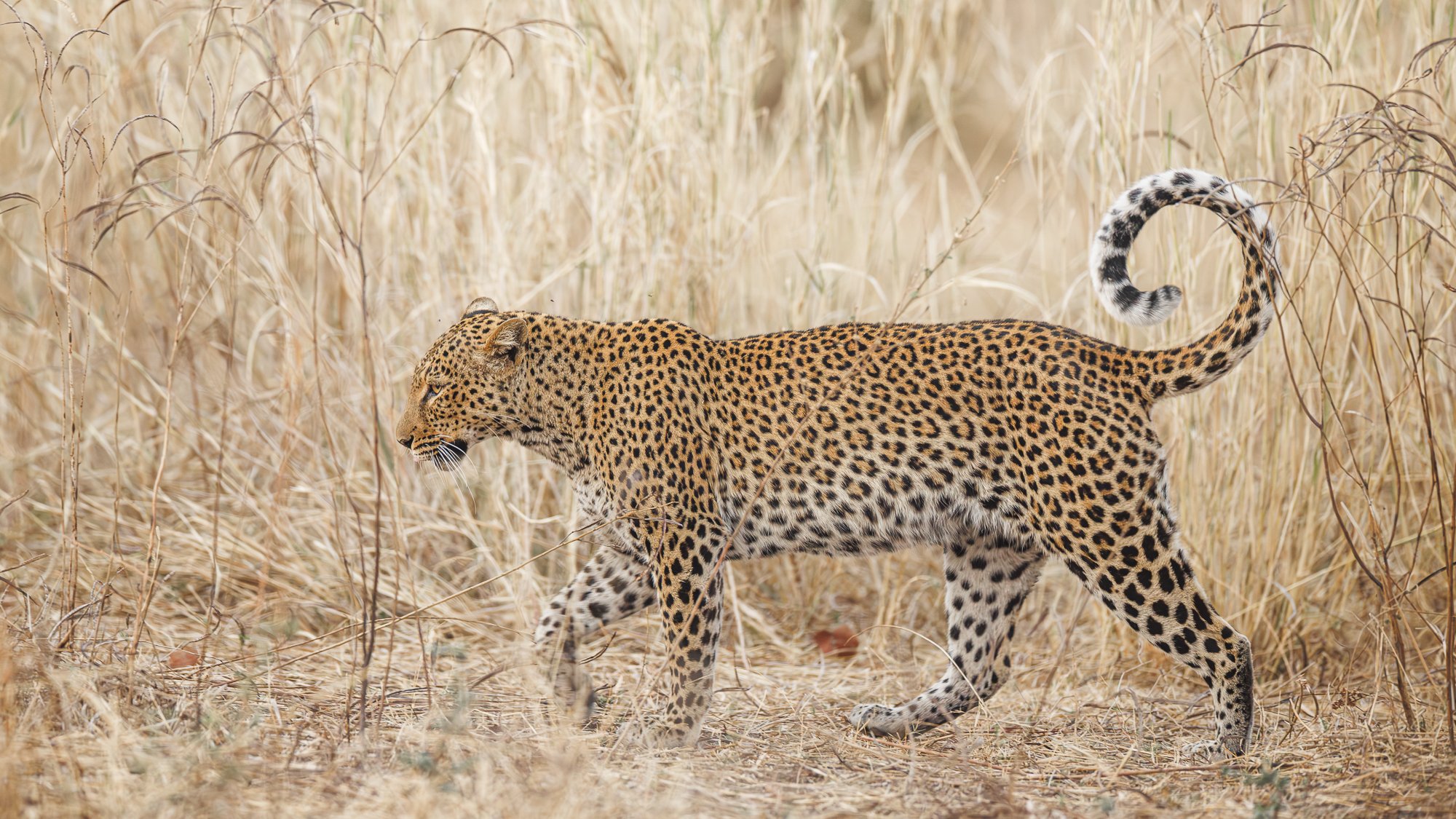  TWIST OF THE TAIL •  Zambia