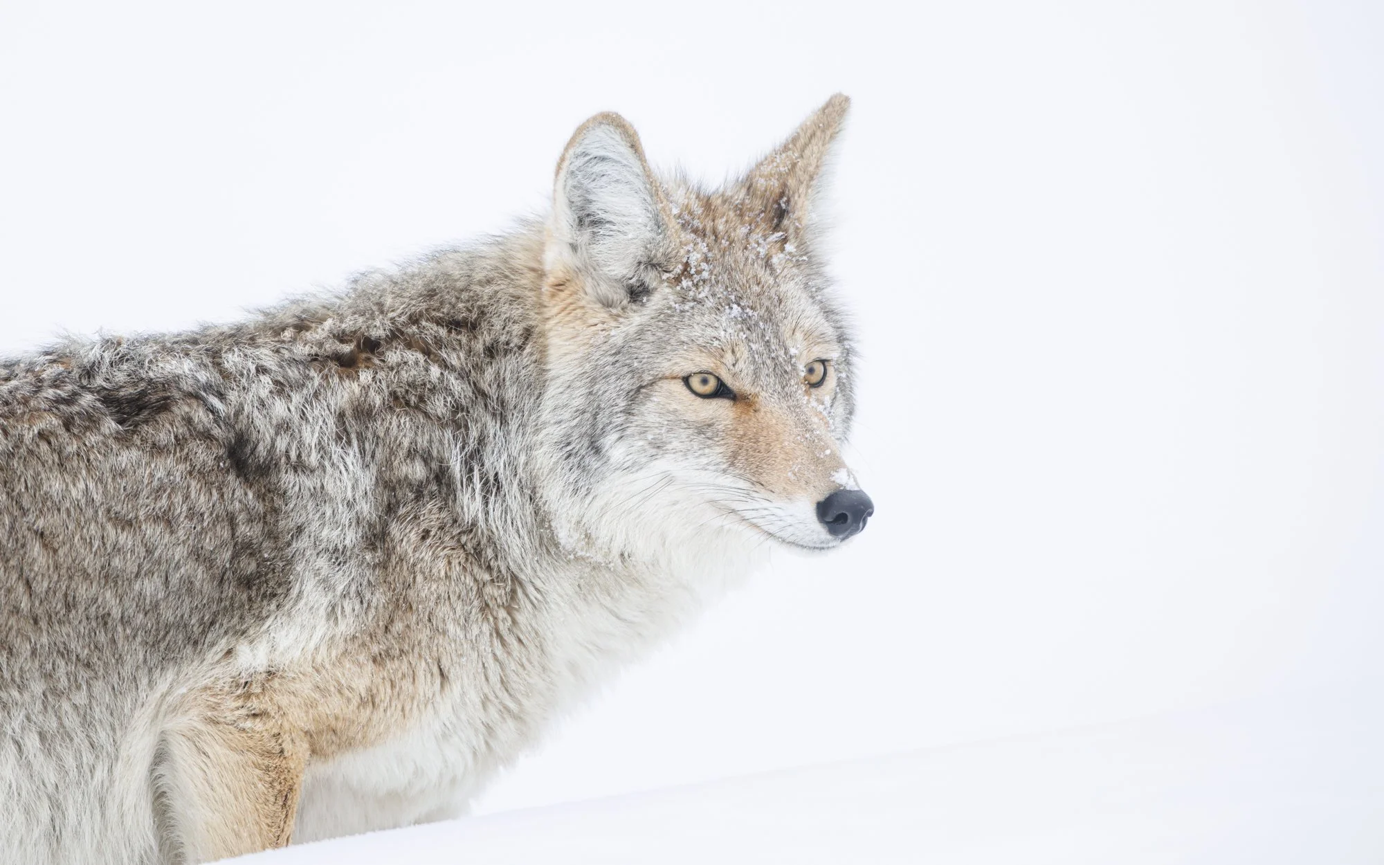 Coyote winter portrait