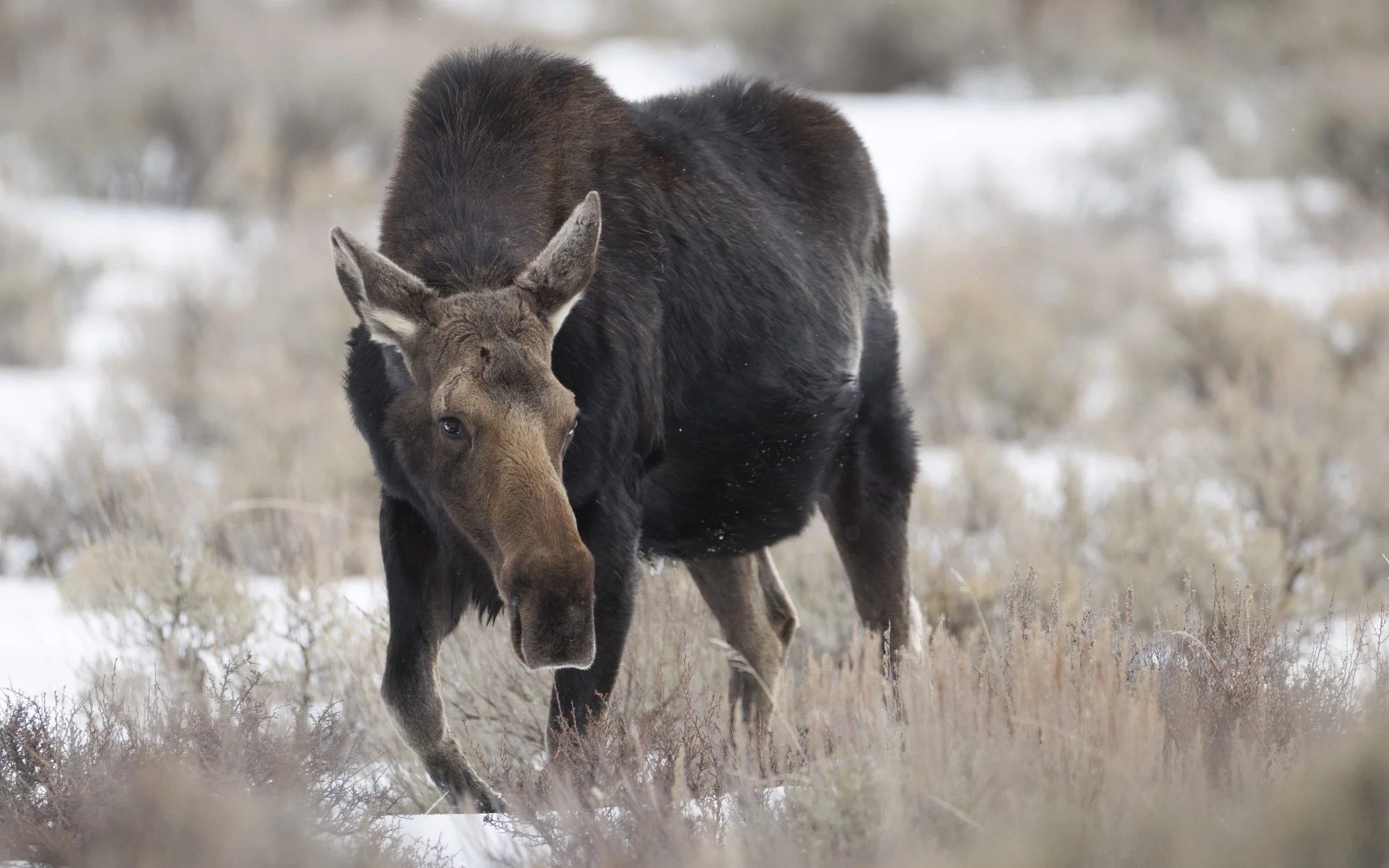 Moose on the move in Tetons winter landscape