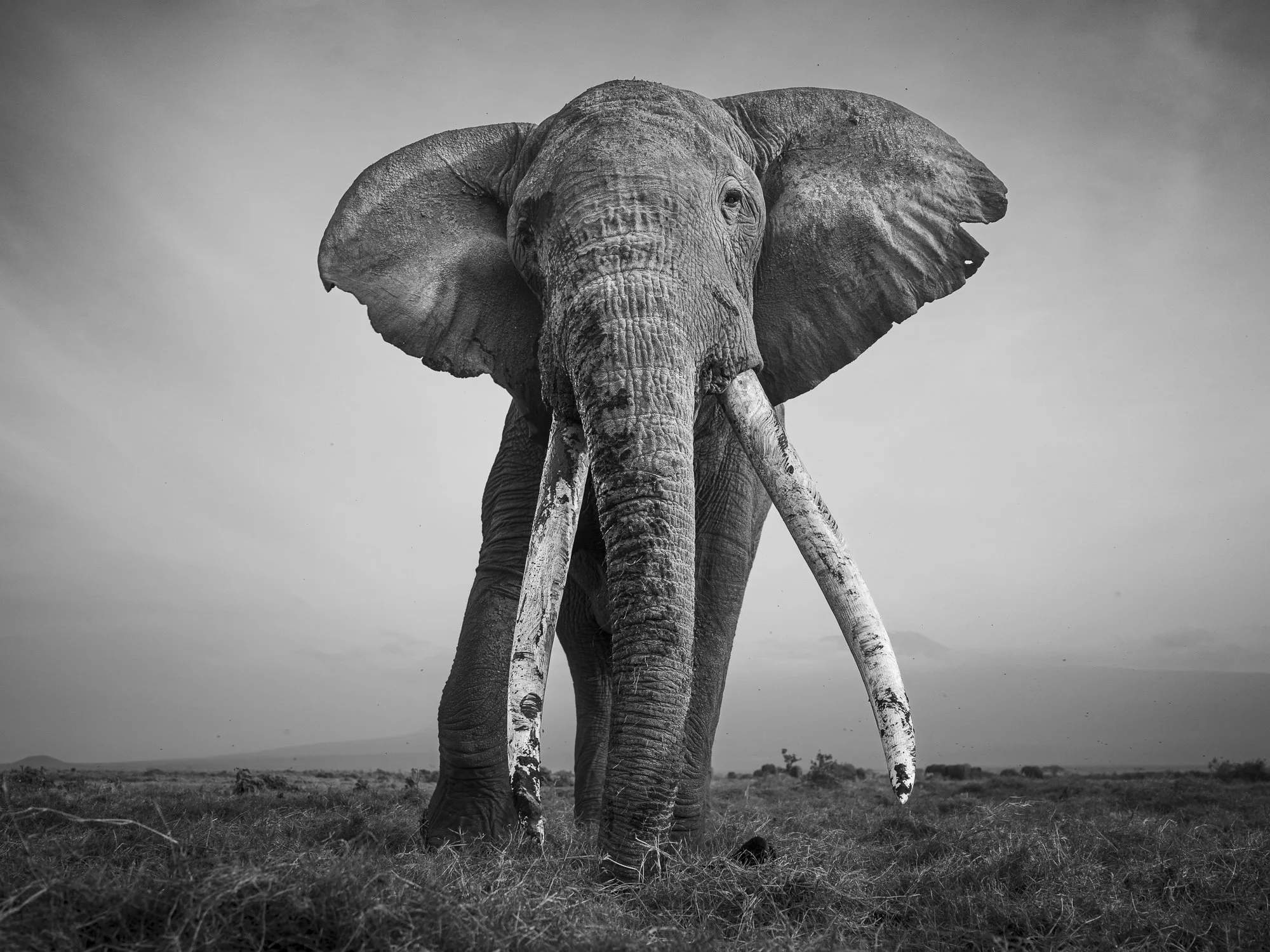MICHAEL IN THE MUD · Amboseli