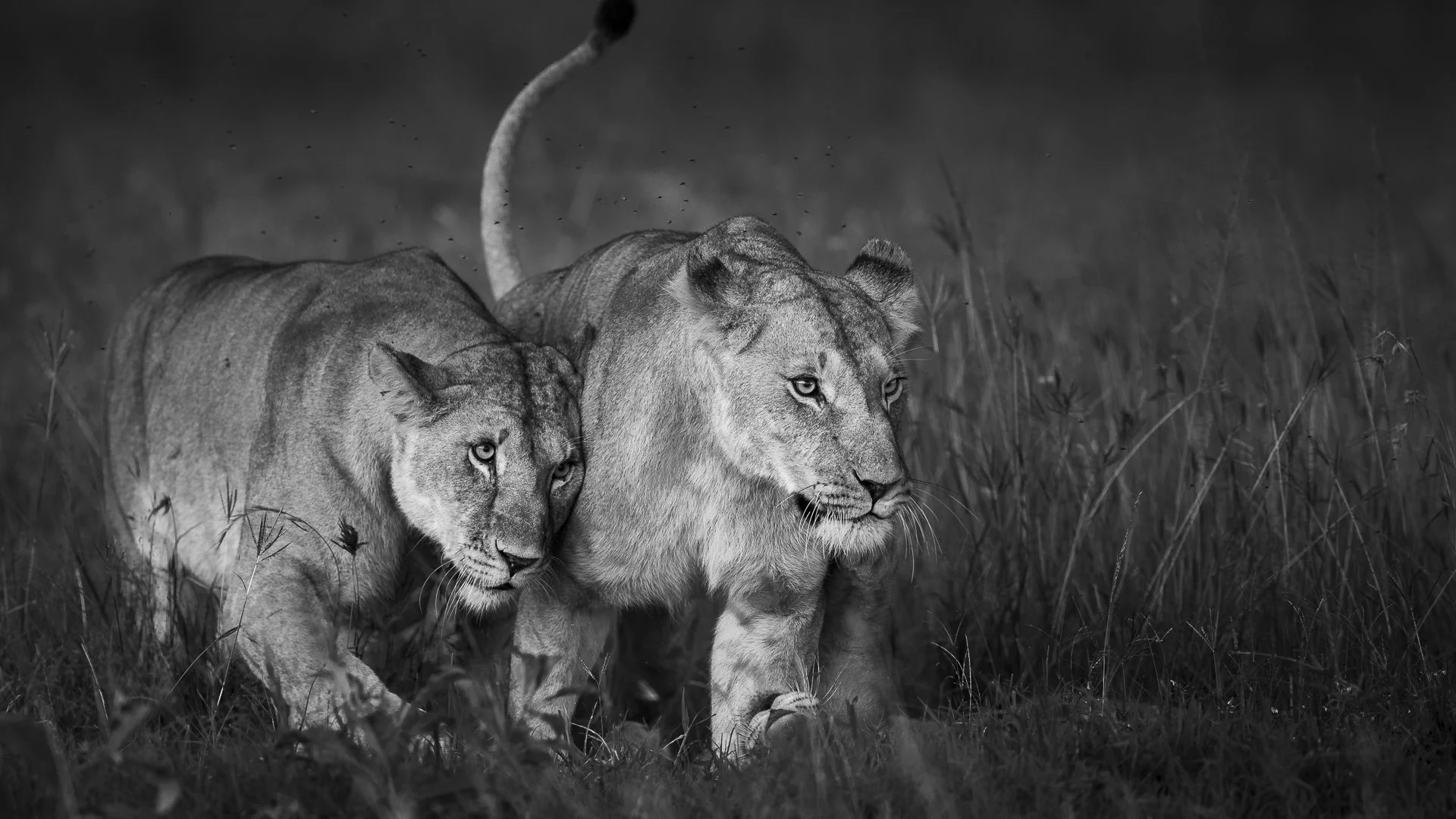 Two lionesses show their strong social bond