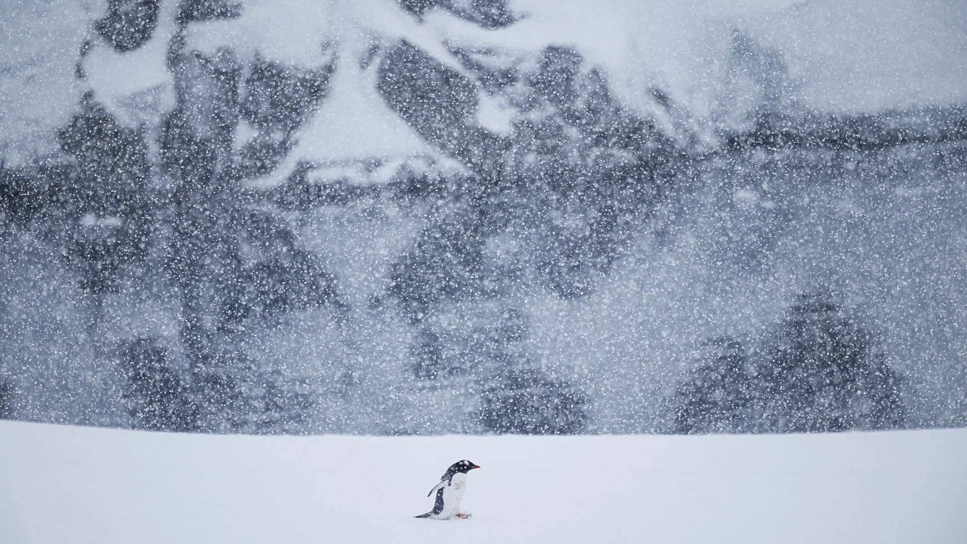 SNOW BIRD  •  Peterman Island