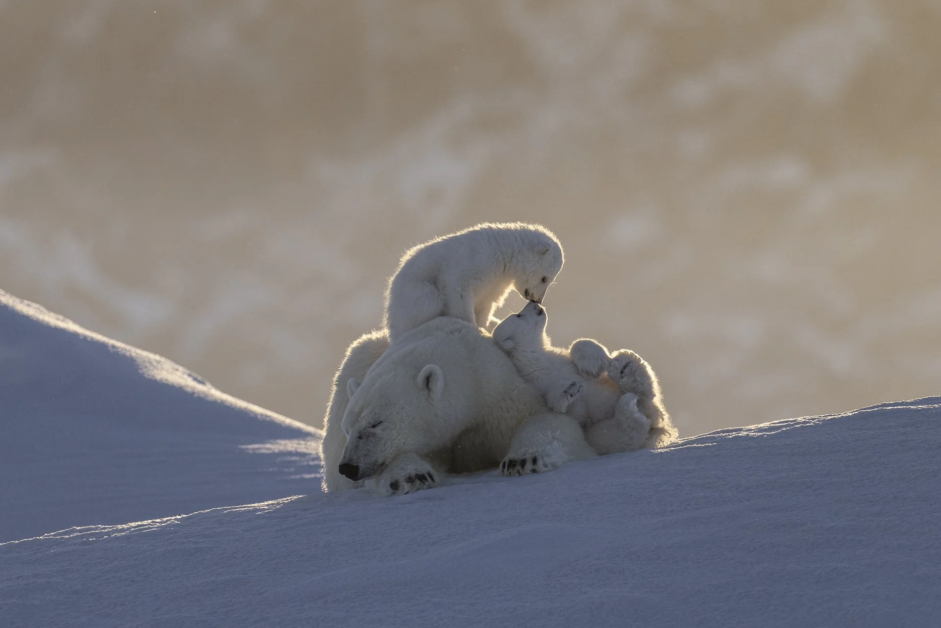 Polar bear cubs nose to nose