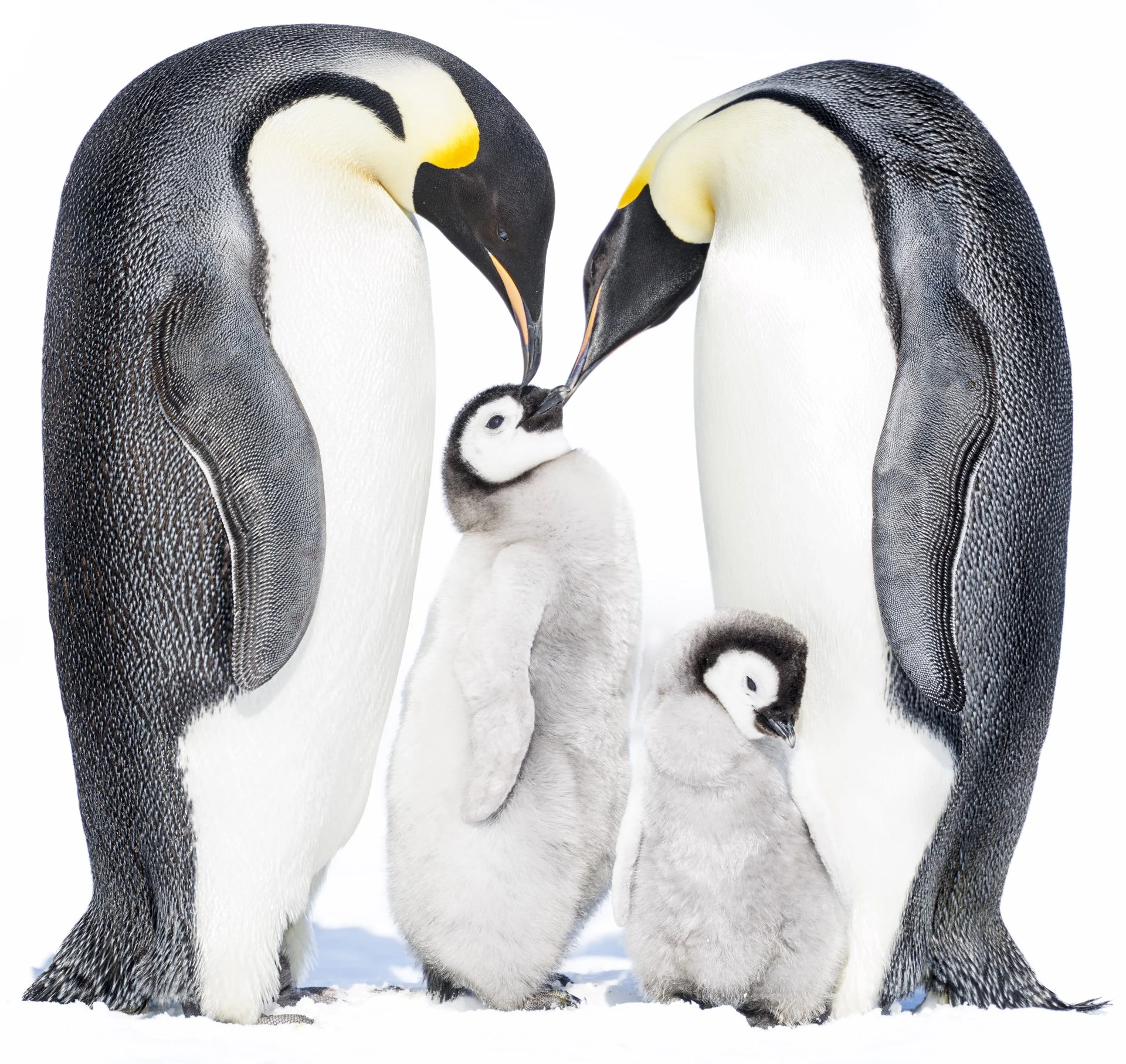 Two adult penguins stand either side of two penguin chicks. One of the chicks is looking up at the adults, who are looking down, with their beaks touching, forming a beautiful heart-like shape.