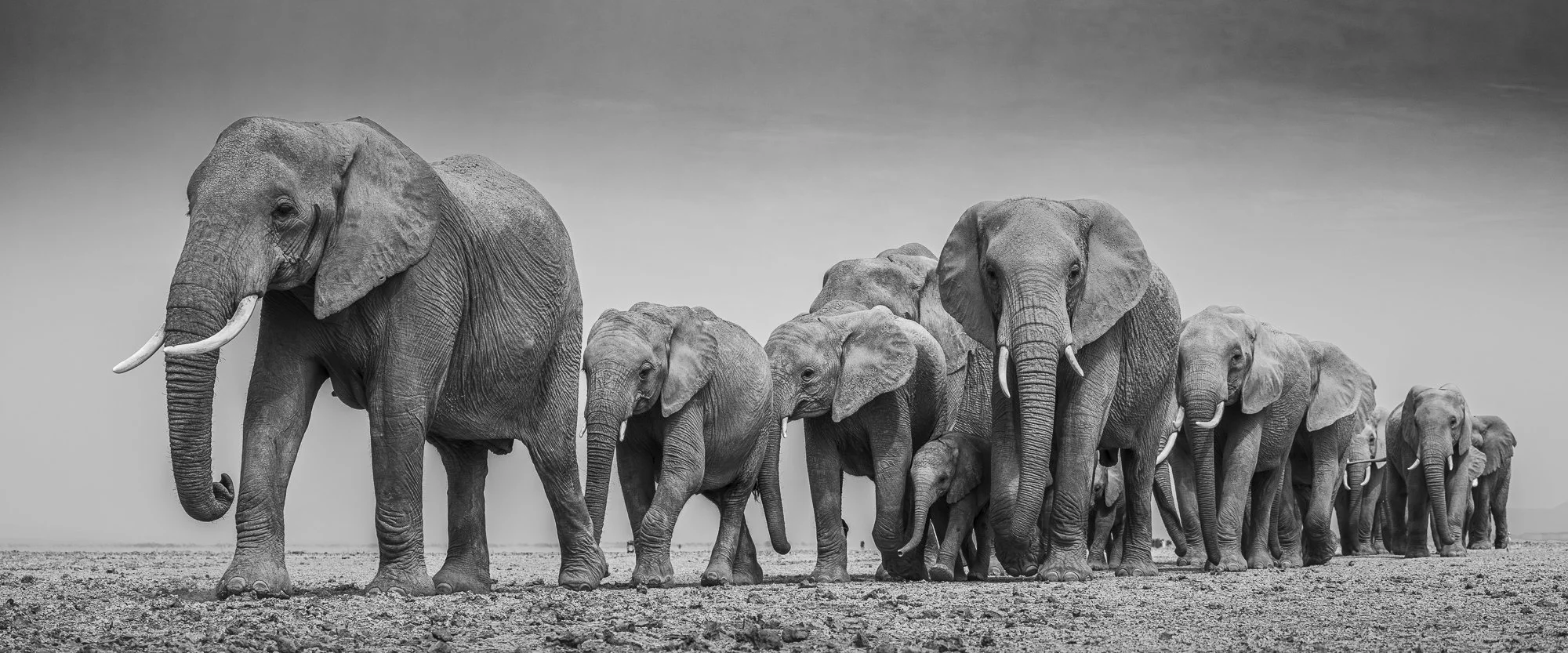 LEADING THE WAY . Amboseli