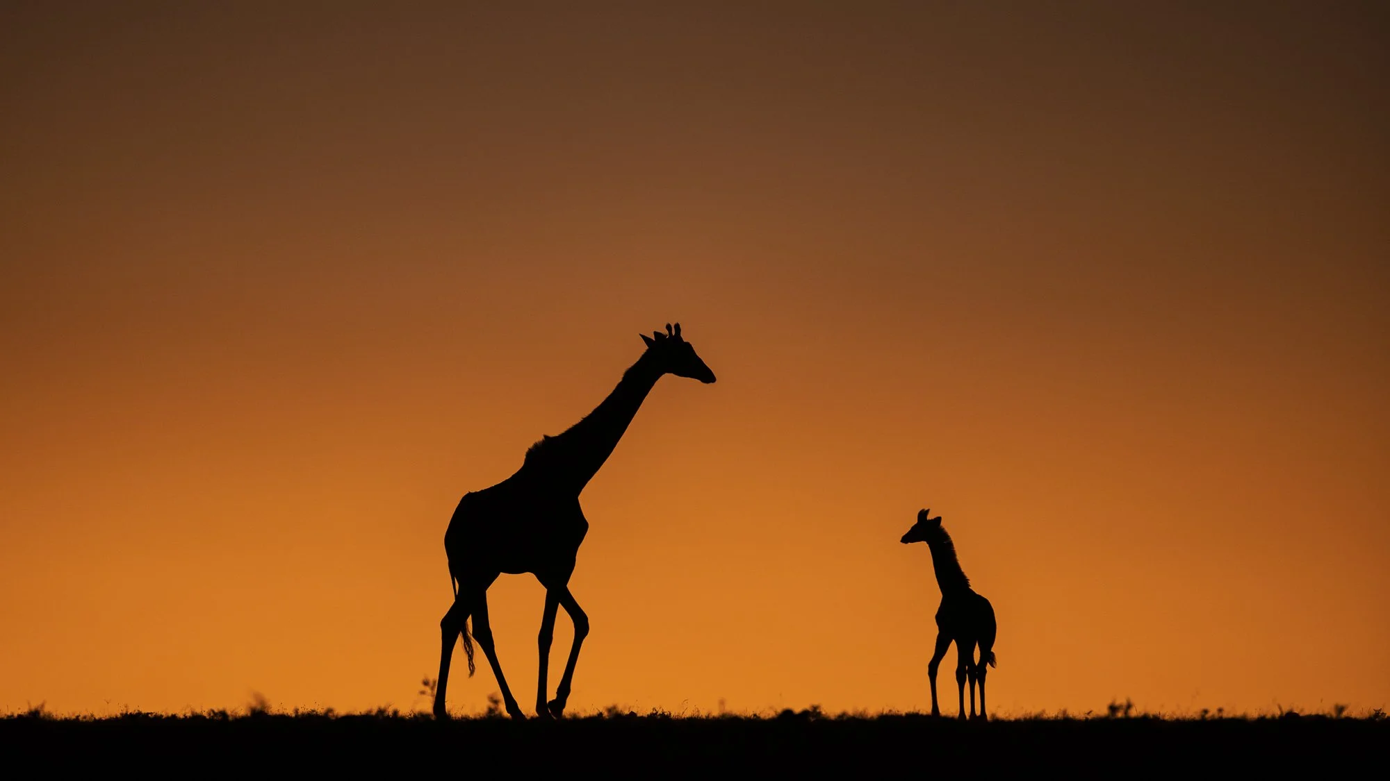 Sunrise silhouette photo of giraffe mother and calf