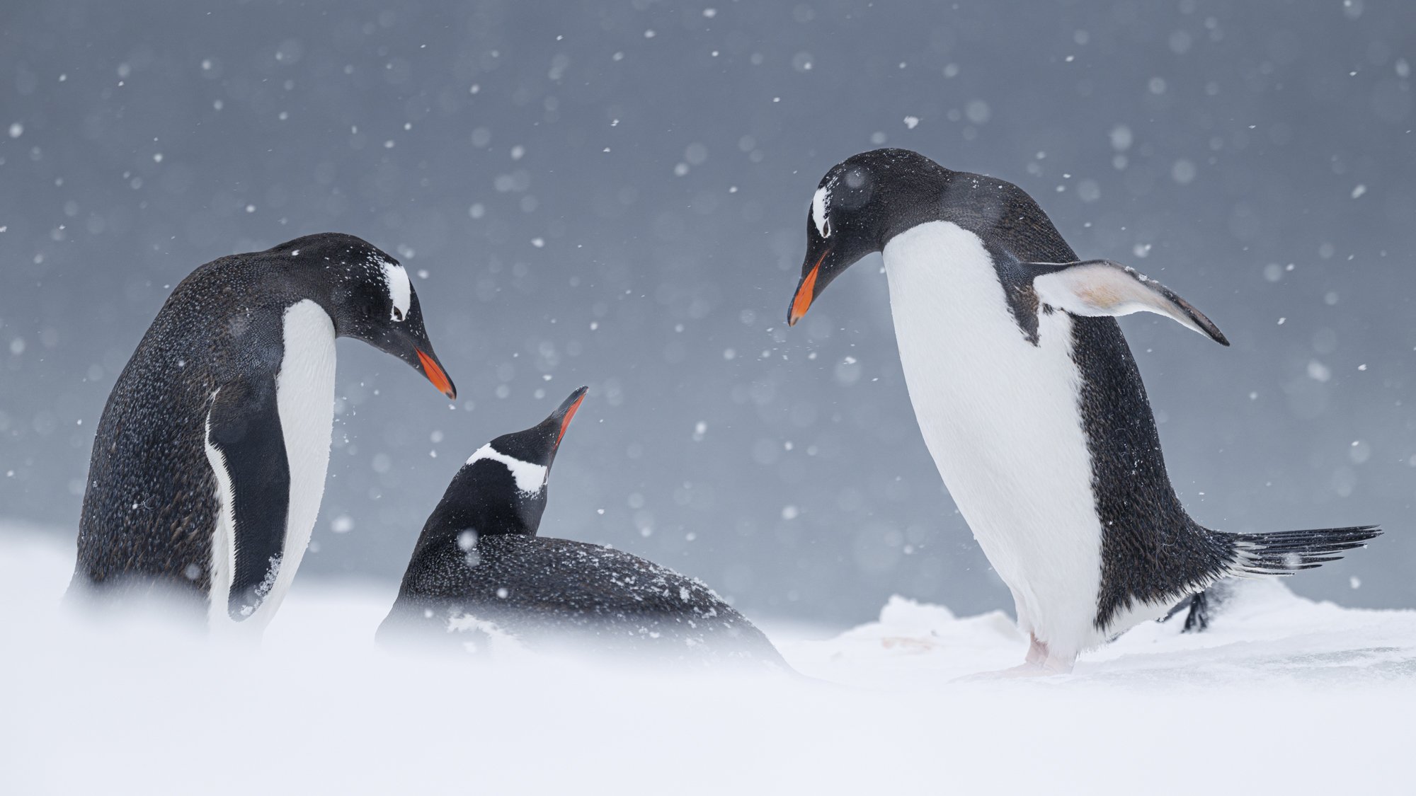 Gentoo Penguins in Snowstorm