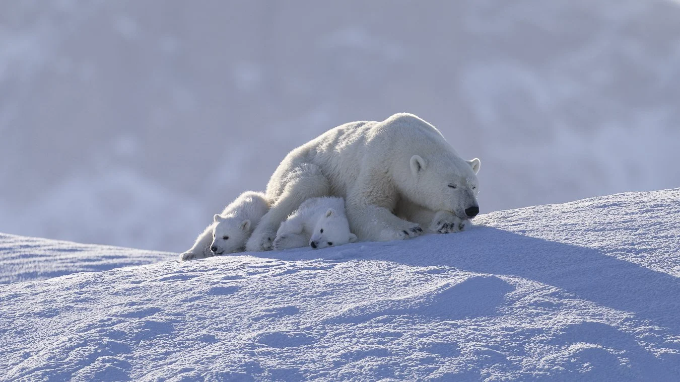 polar-bear-photography-jules-oldroyd
