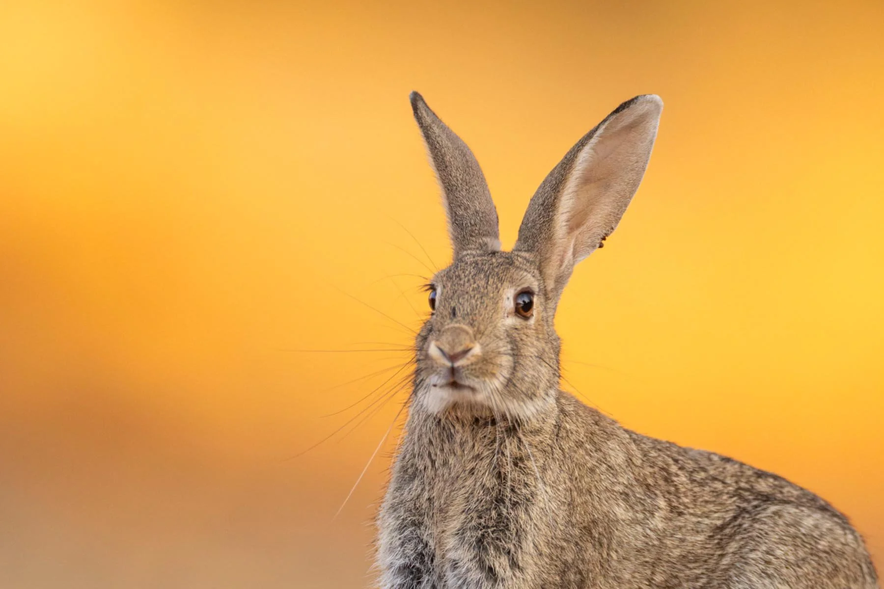 Portrait of wild Iberian Rabbit
