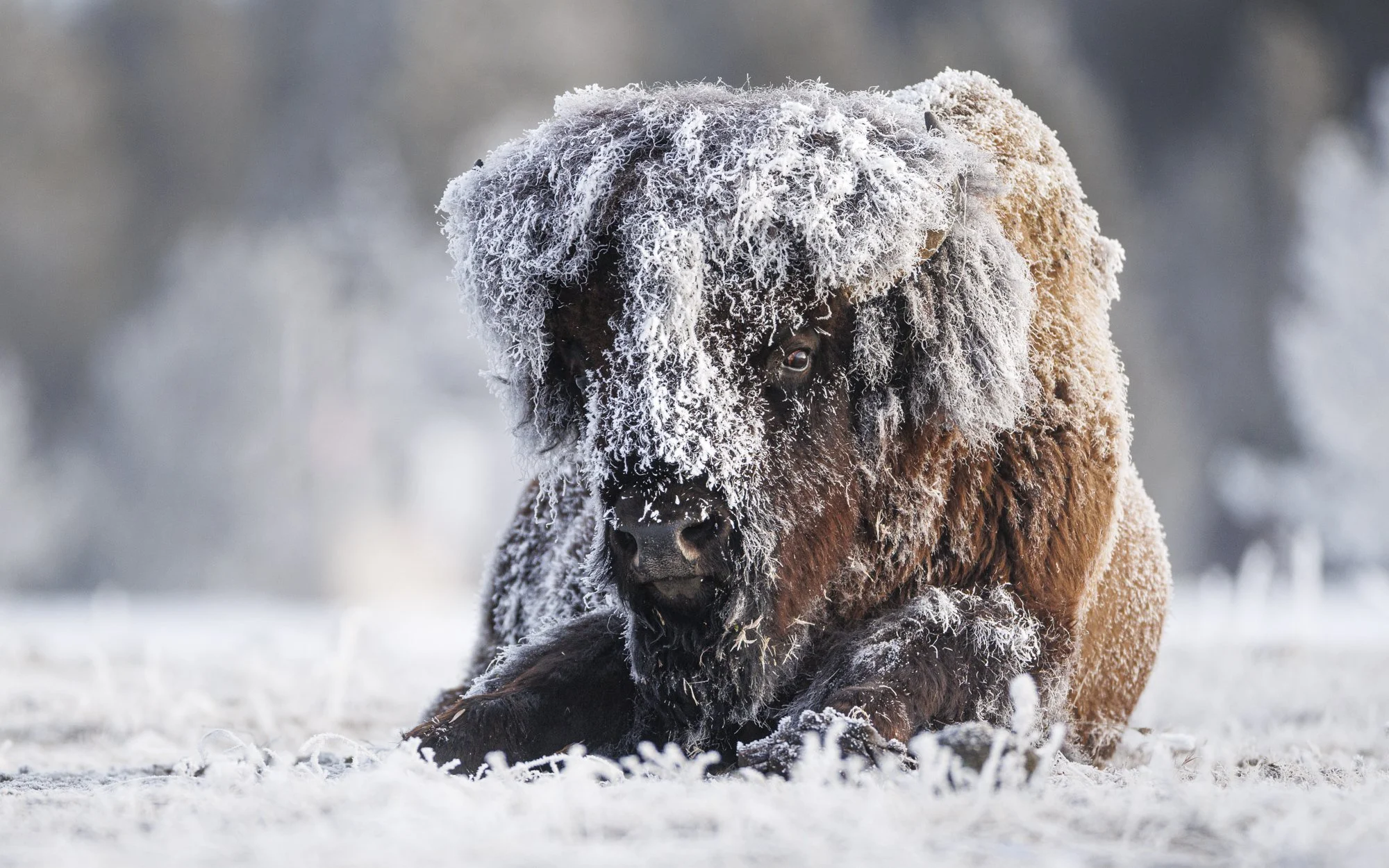 American Bison winter portrait Yellowstone
