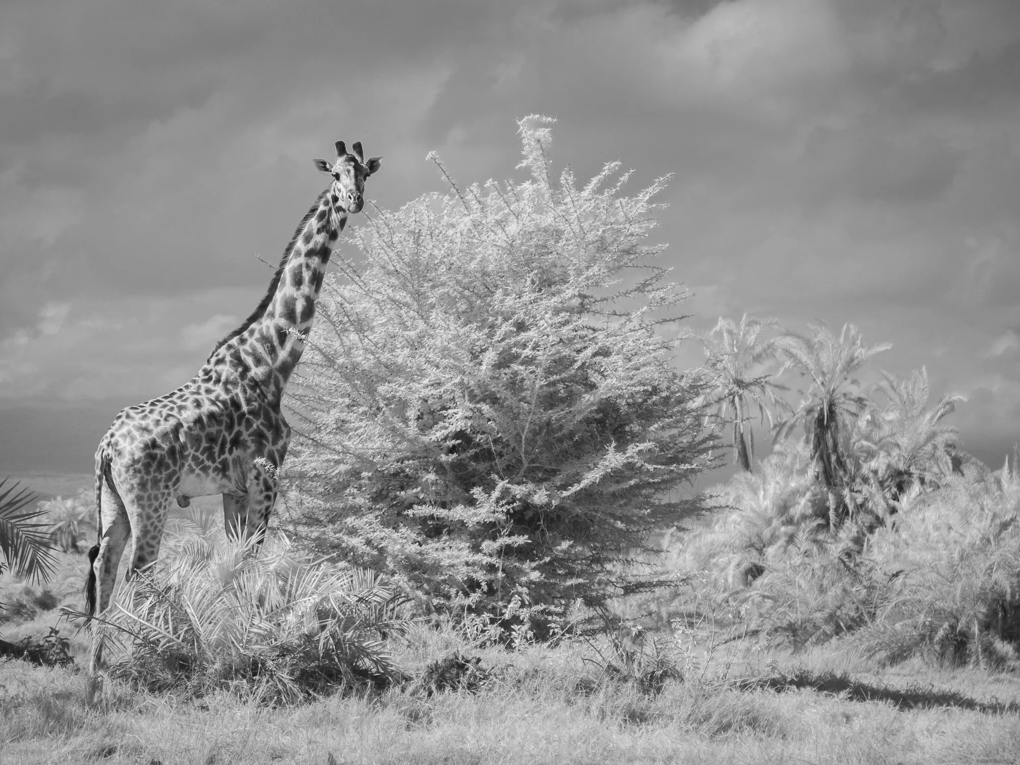 Infrared photograph of a Masai giraffe beside an acacia tree