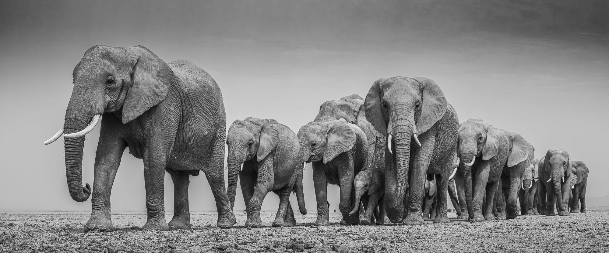 A matriarch leads her elephant family across the Amboseli lakebed