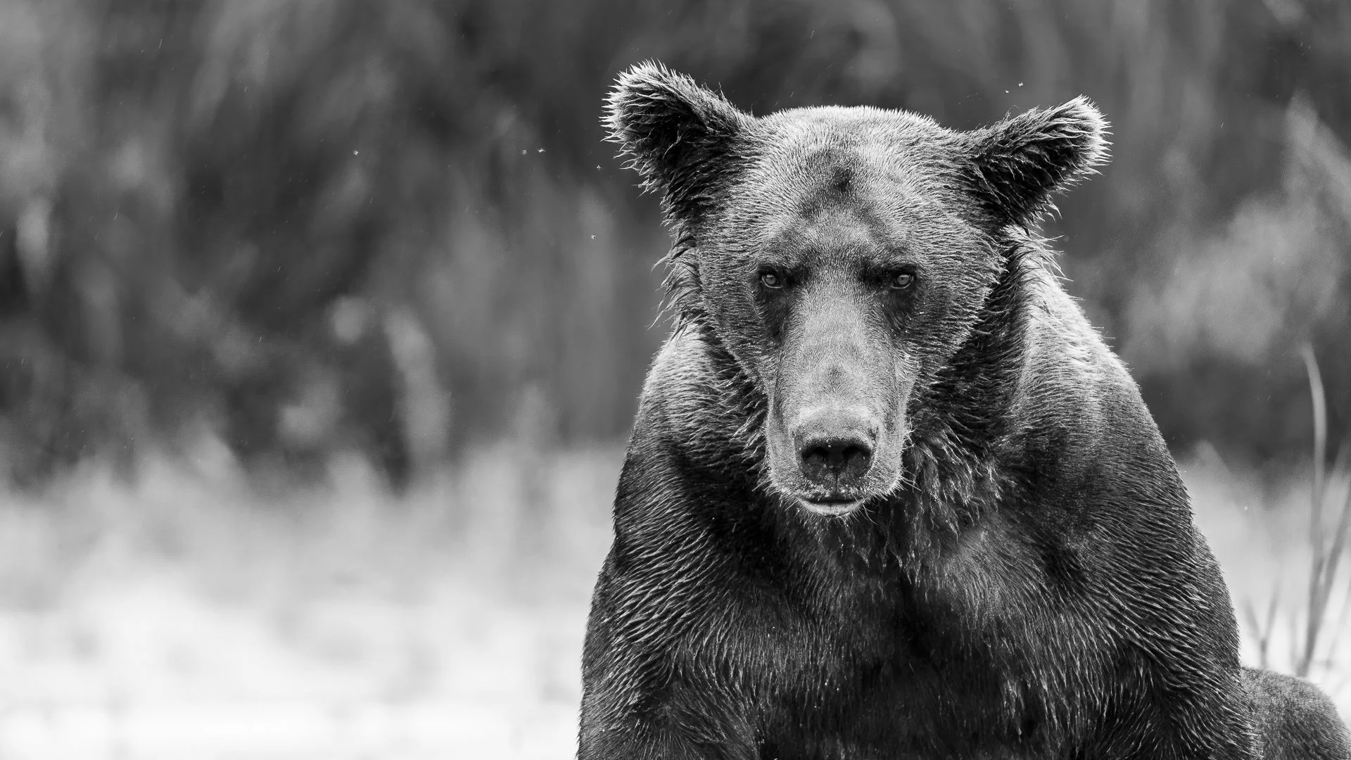 Grizzly Bear portrait
