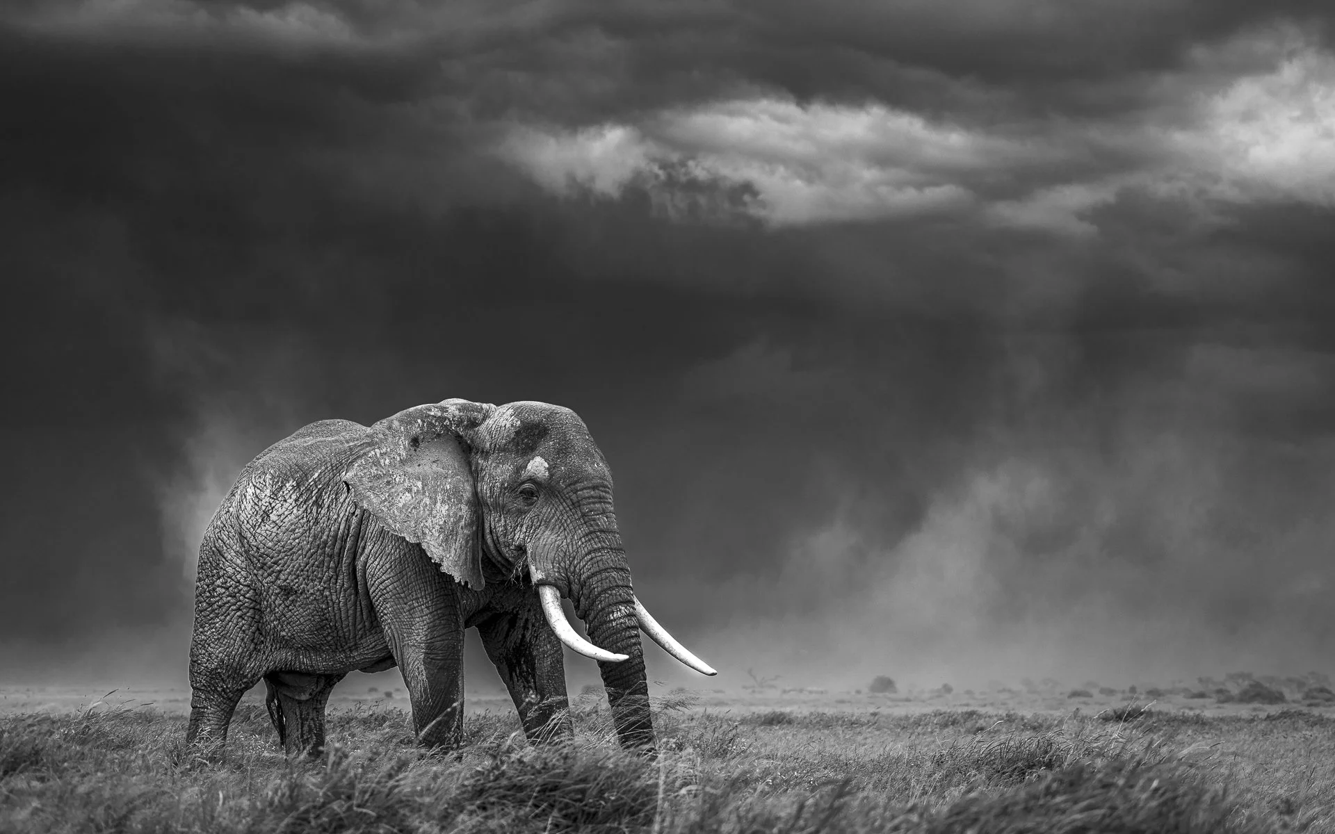 ELEPHANT IN DUST STORM  •  Amboseli