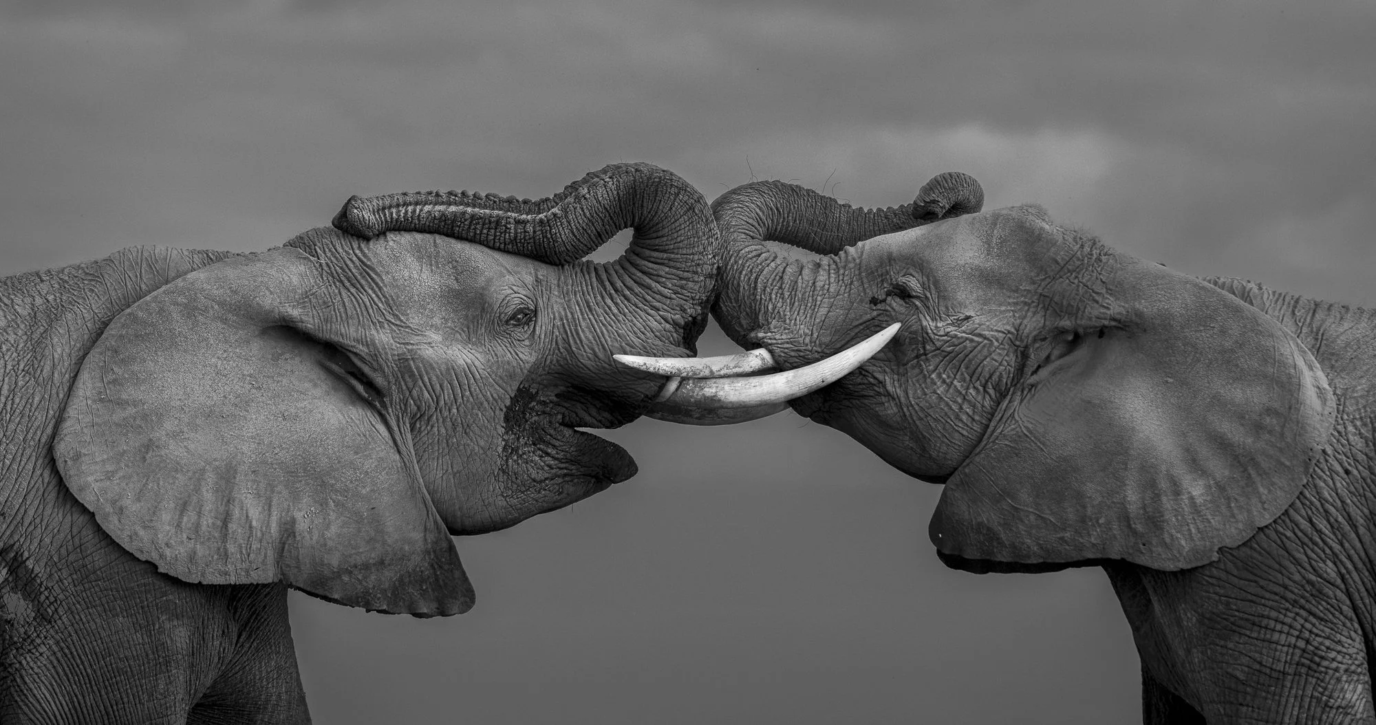 FAMILY TIES · Amboseli