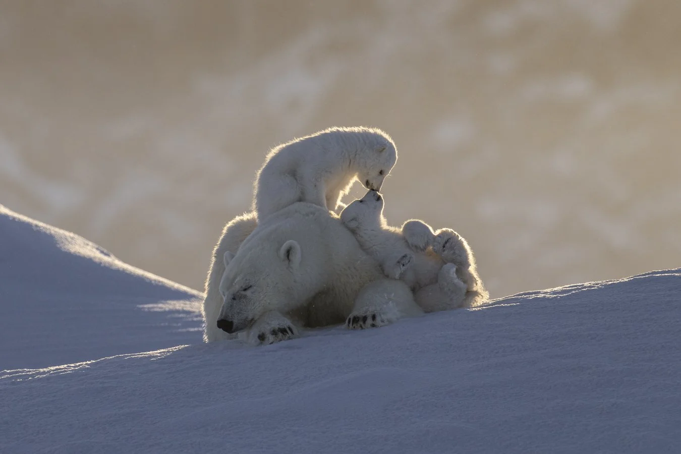 Polar Bear cubs touch noses while mother sleeps