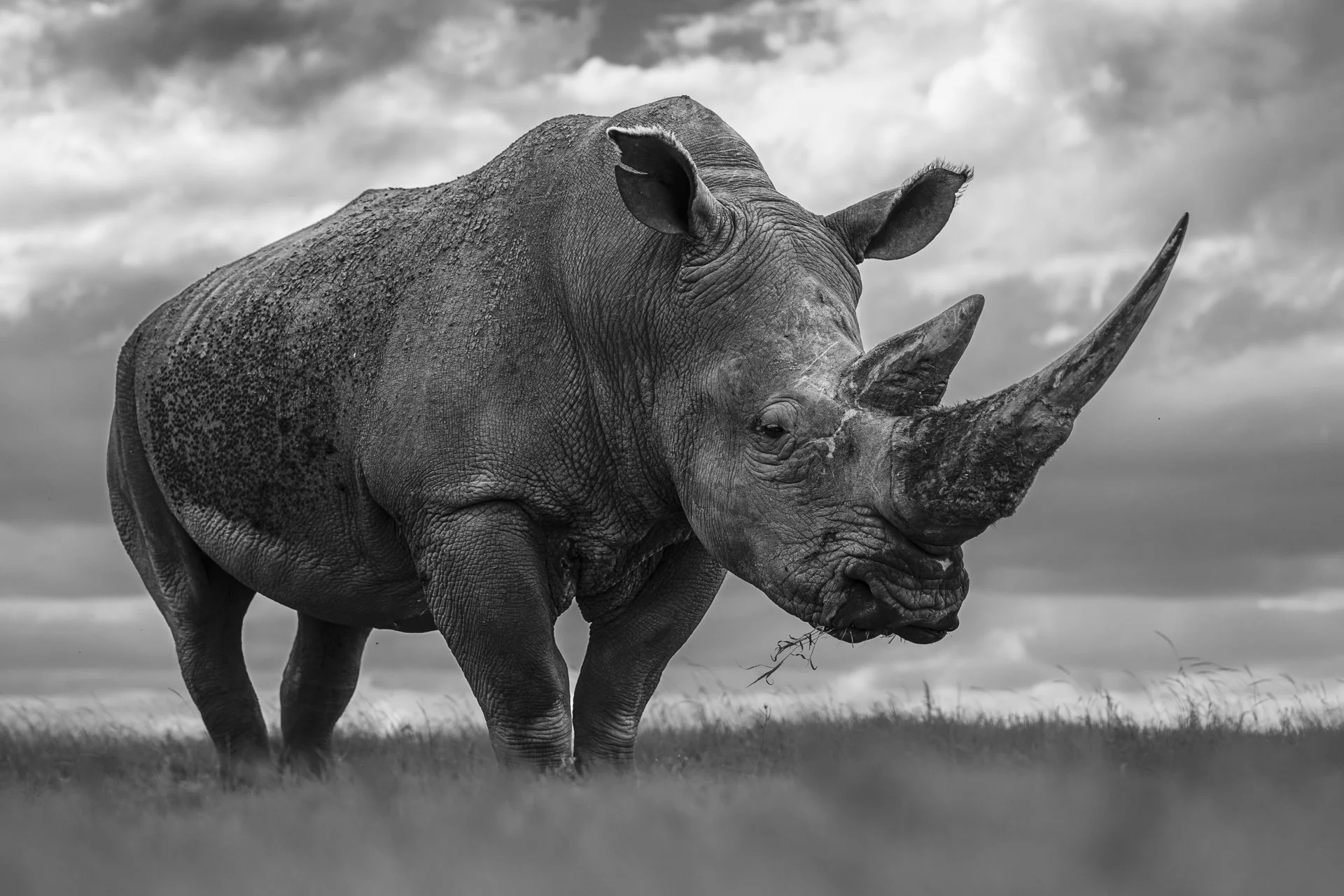 Close up portrait of Southern White Rhino