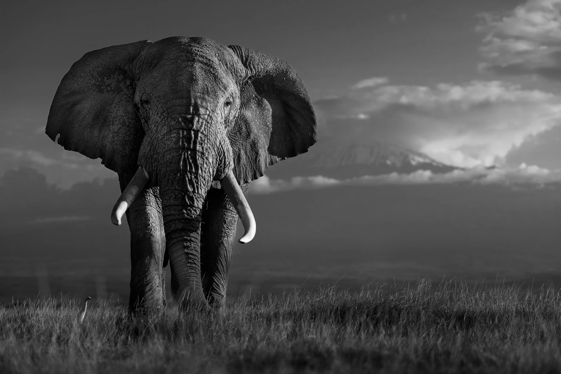 AMBOSELI GIANTS