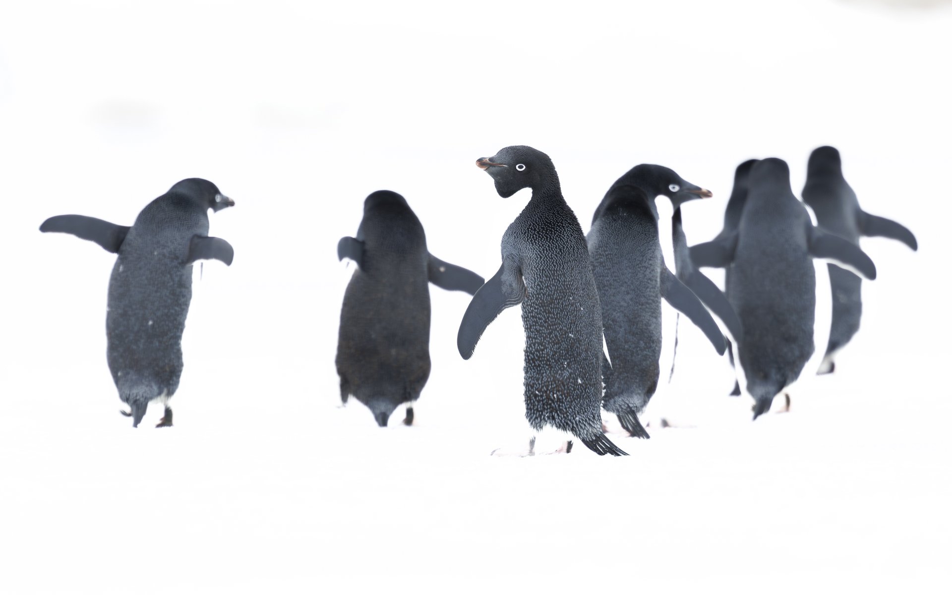 ONE LAST LOOK  •  Vortex Island