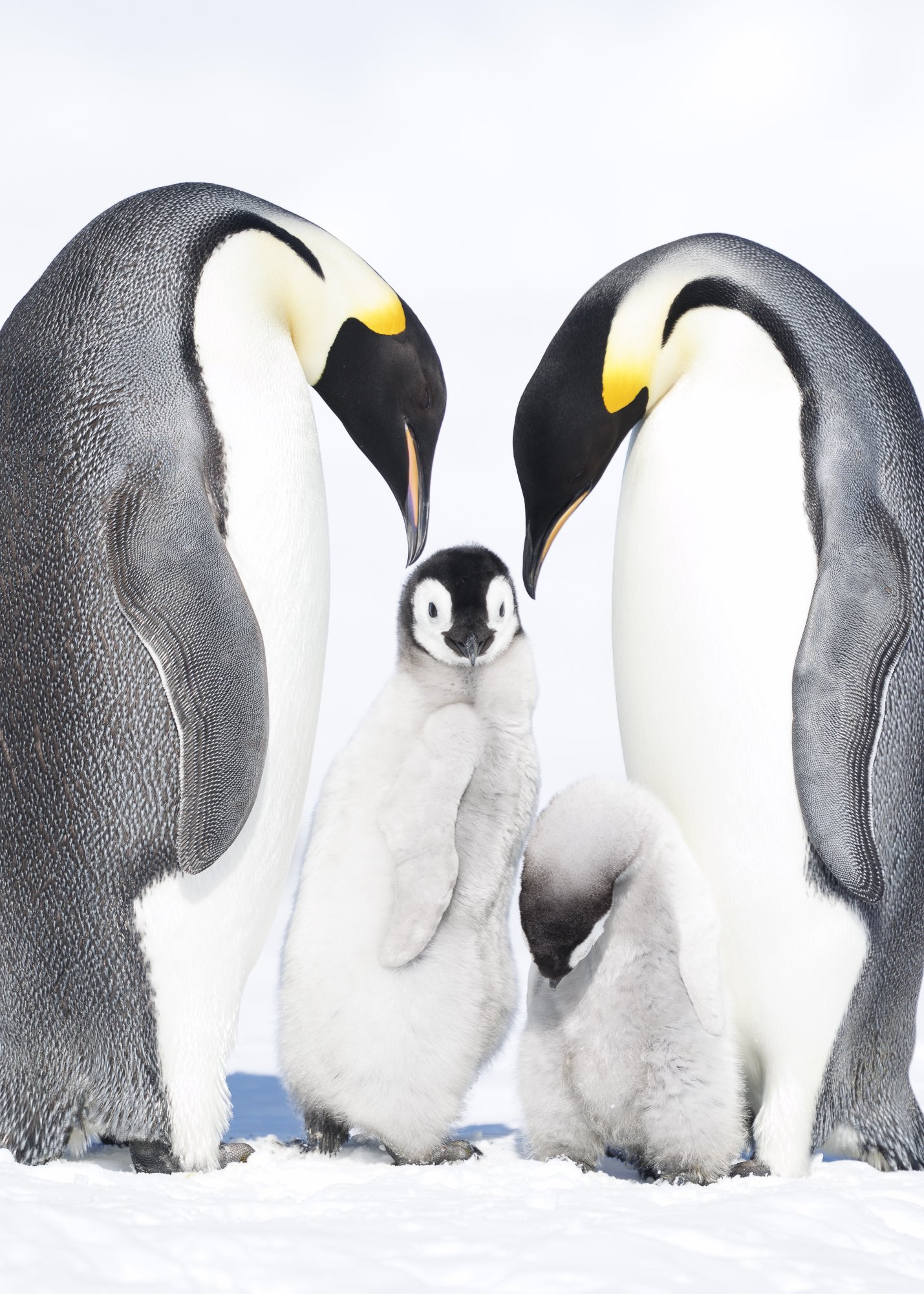 Orphaned Emperor chick looks forlorn amongst Emperor Penguin family