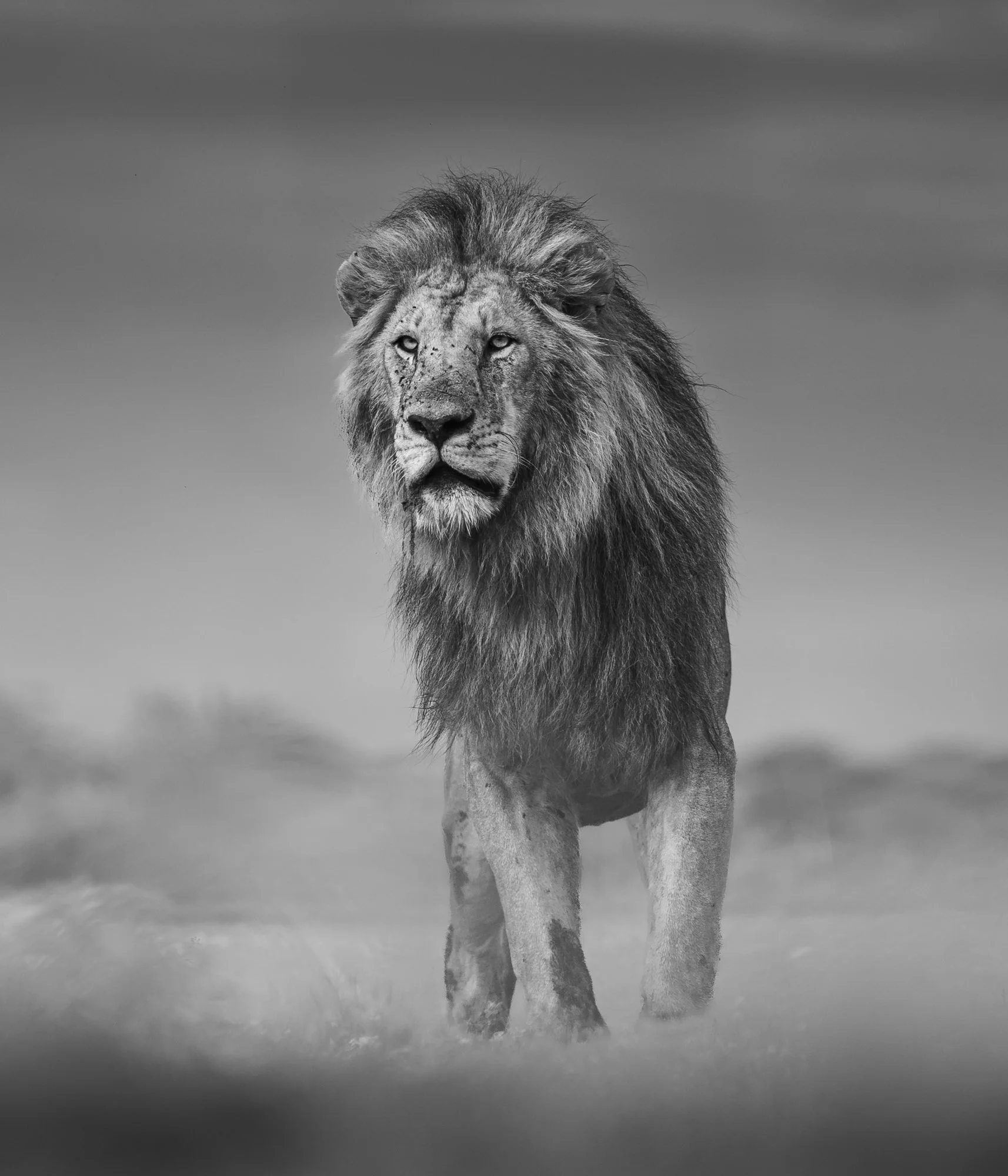 A black and white photo of a male lion with a beautiful mane stands looking just off to the left of the camera.