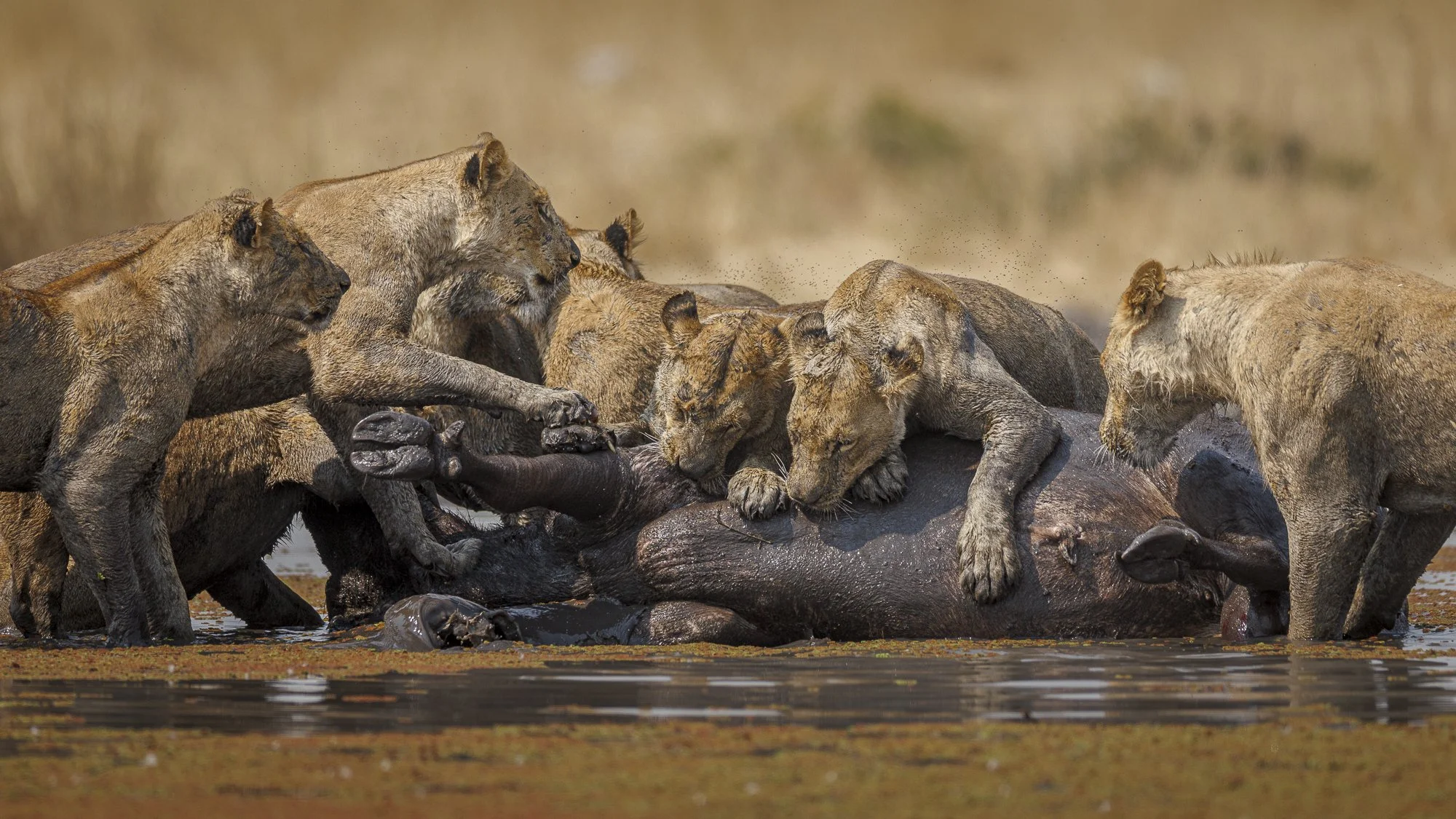 Image of lionesses on buffalo kill
