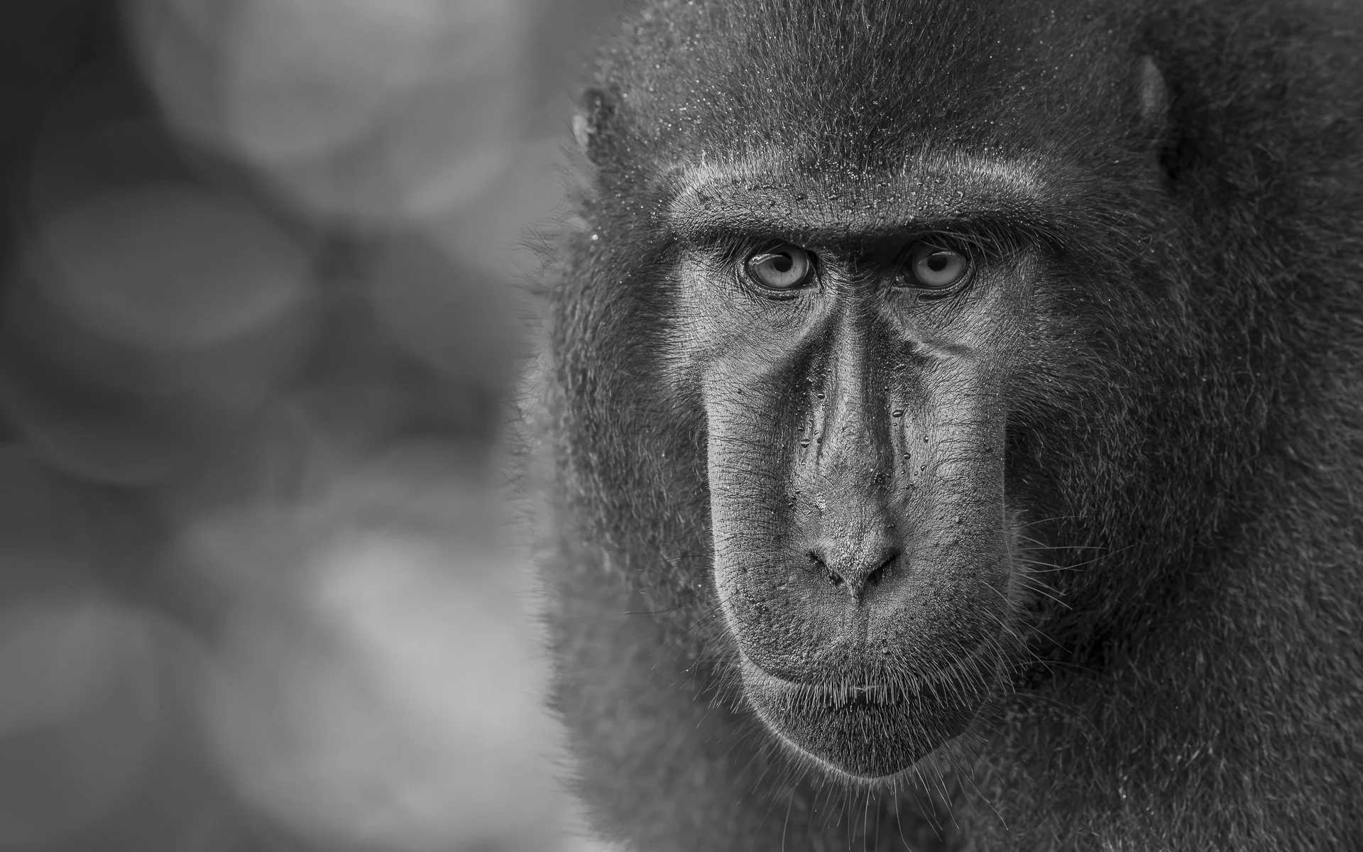 Portrait of Black Crested Macaque