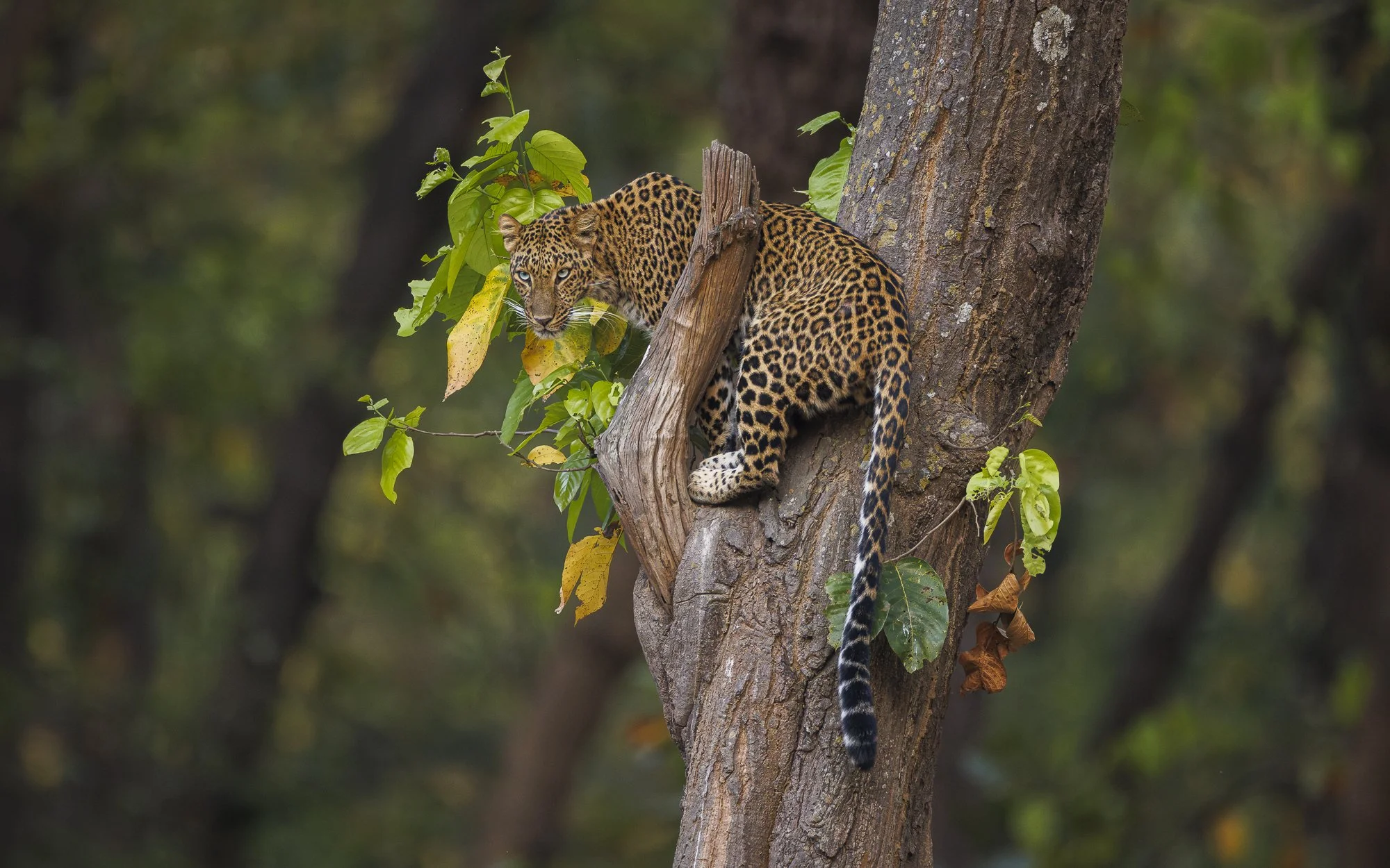 Leopardess stalks her prey from tree canopy