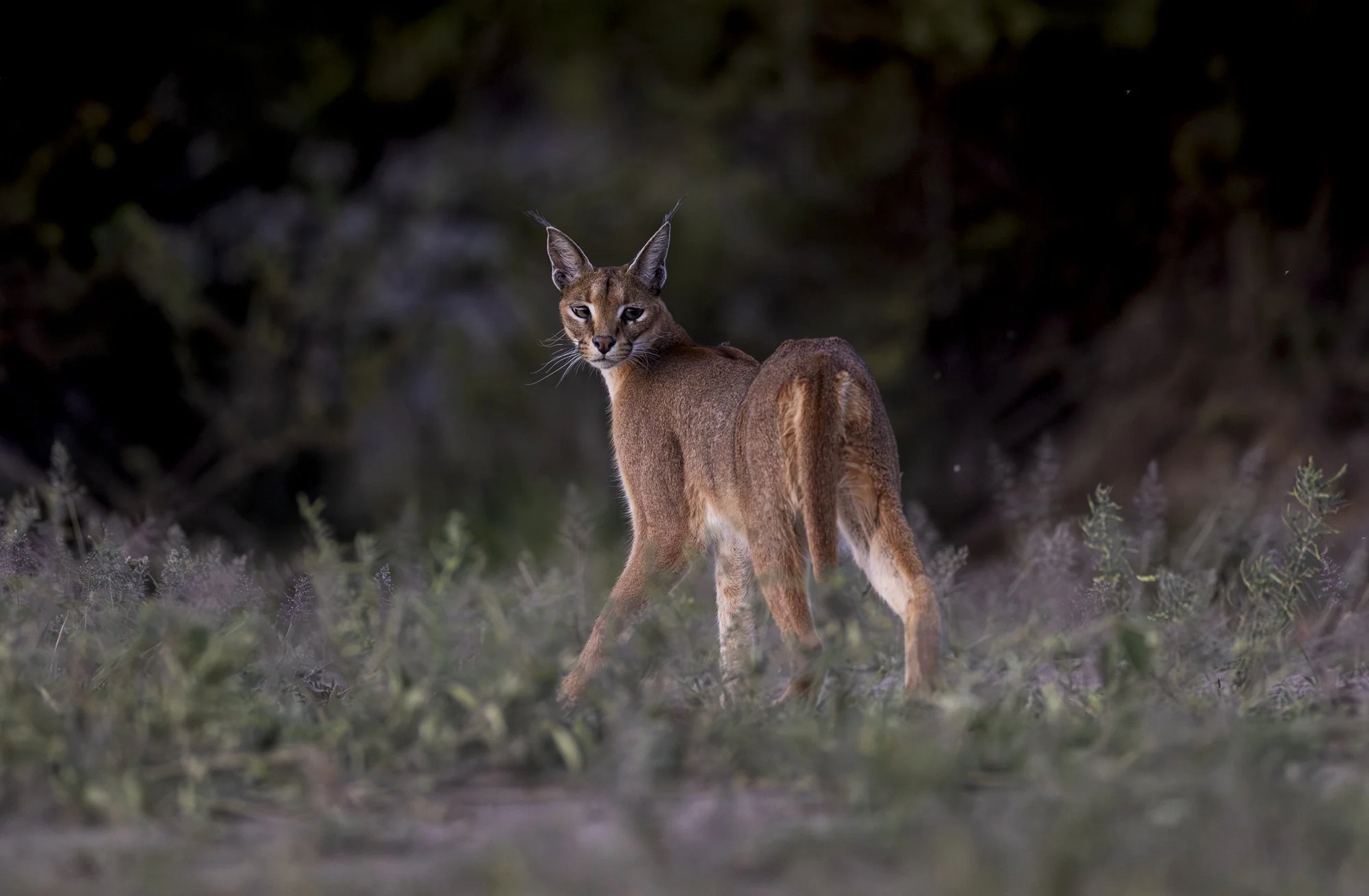 Caracal sighting in Ndutu