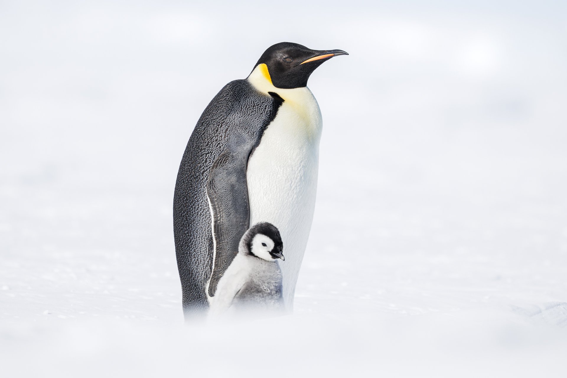 EMPEROR AND CHICK  •  Snow Hill Colony