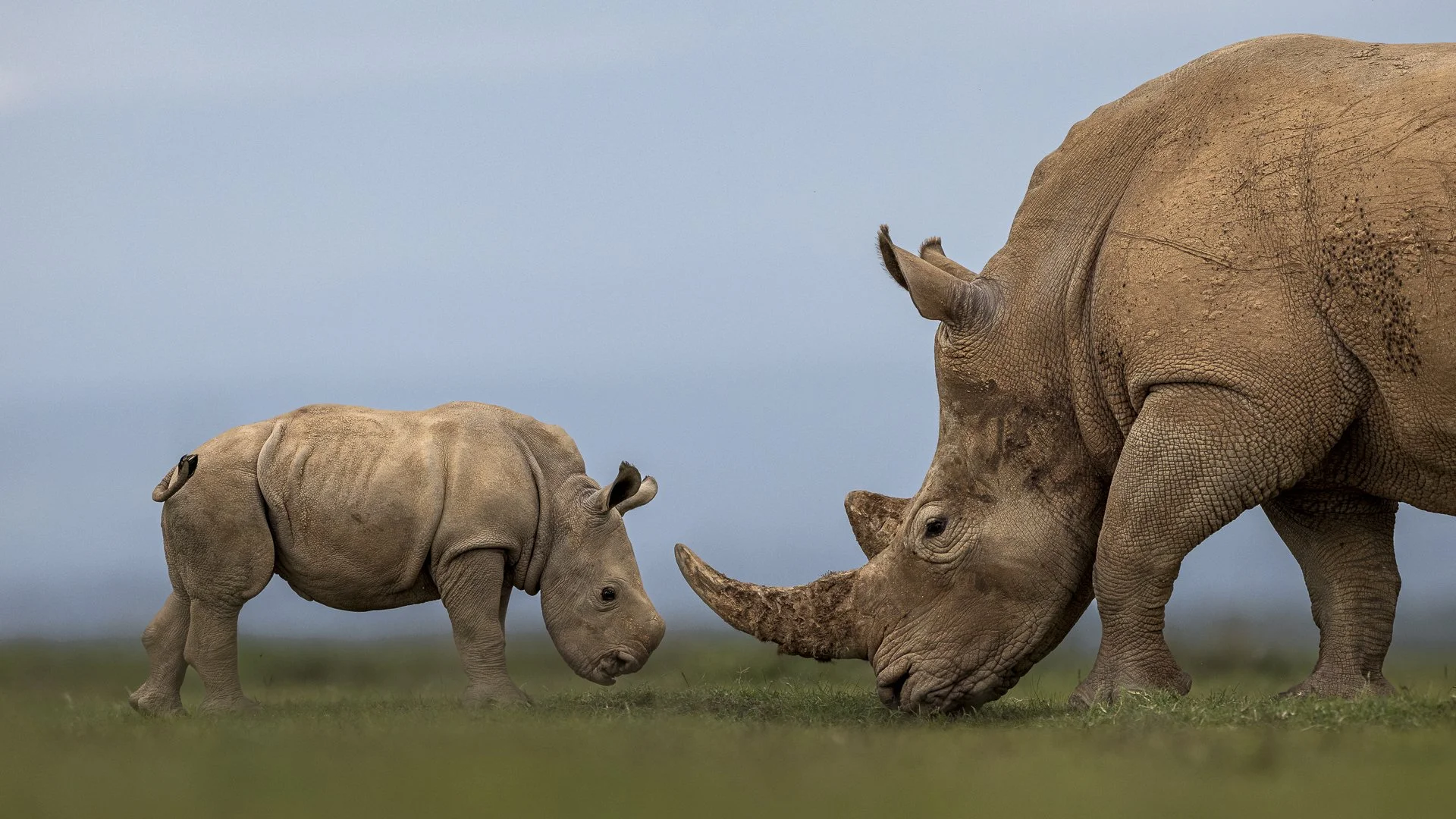 Rhino calf and mother face to face