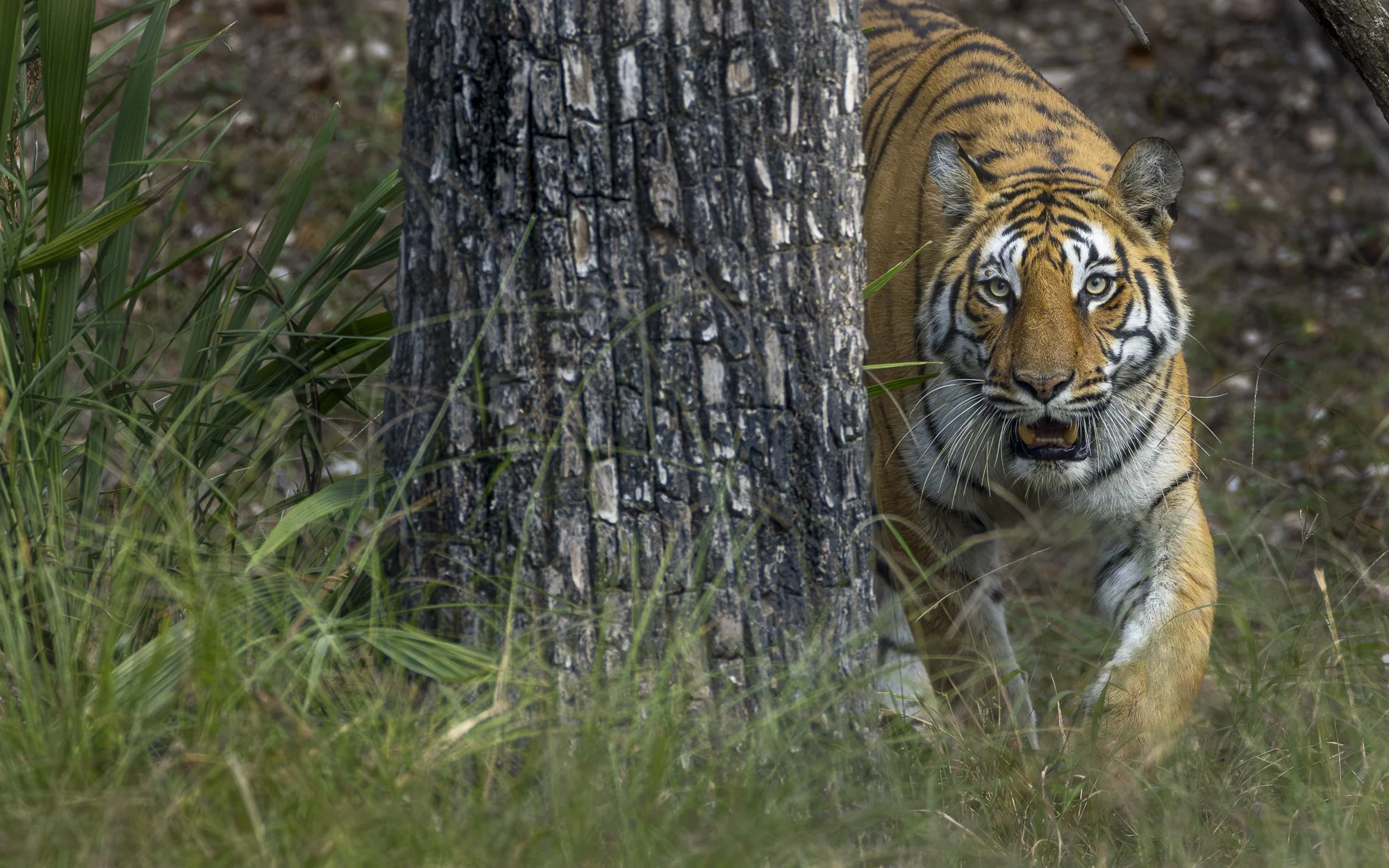 TIGRESS ON THE MOVE •  Pench