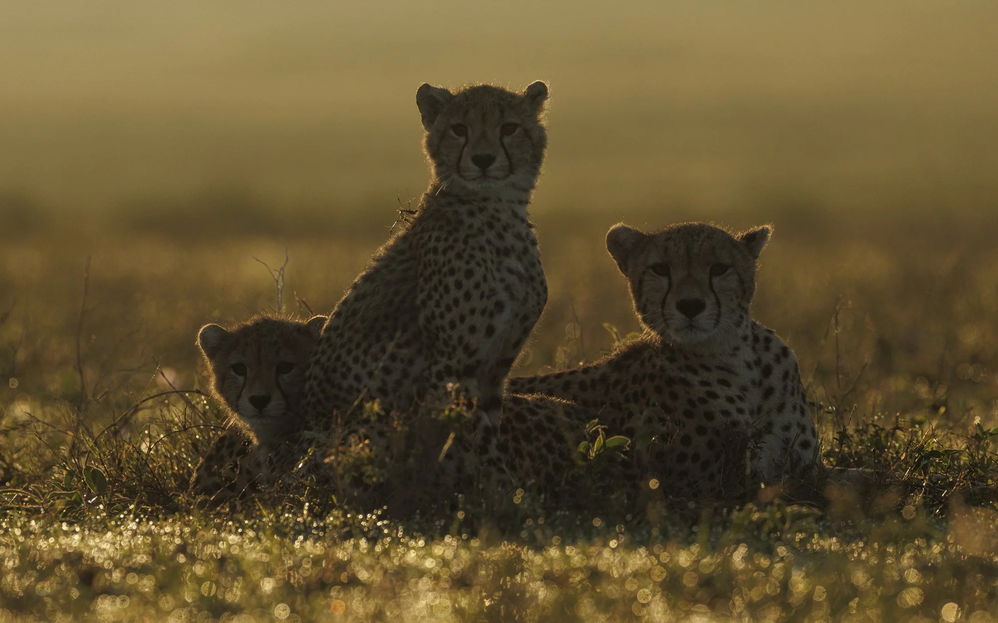 Cheetah family on the Serengeti plians