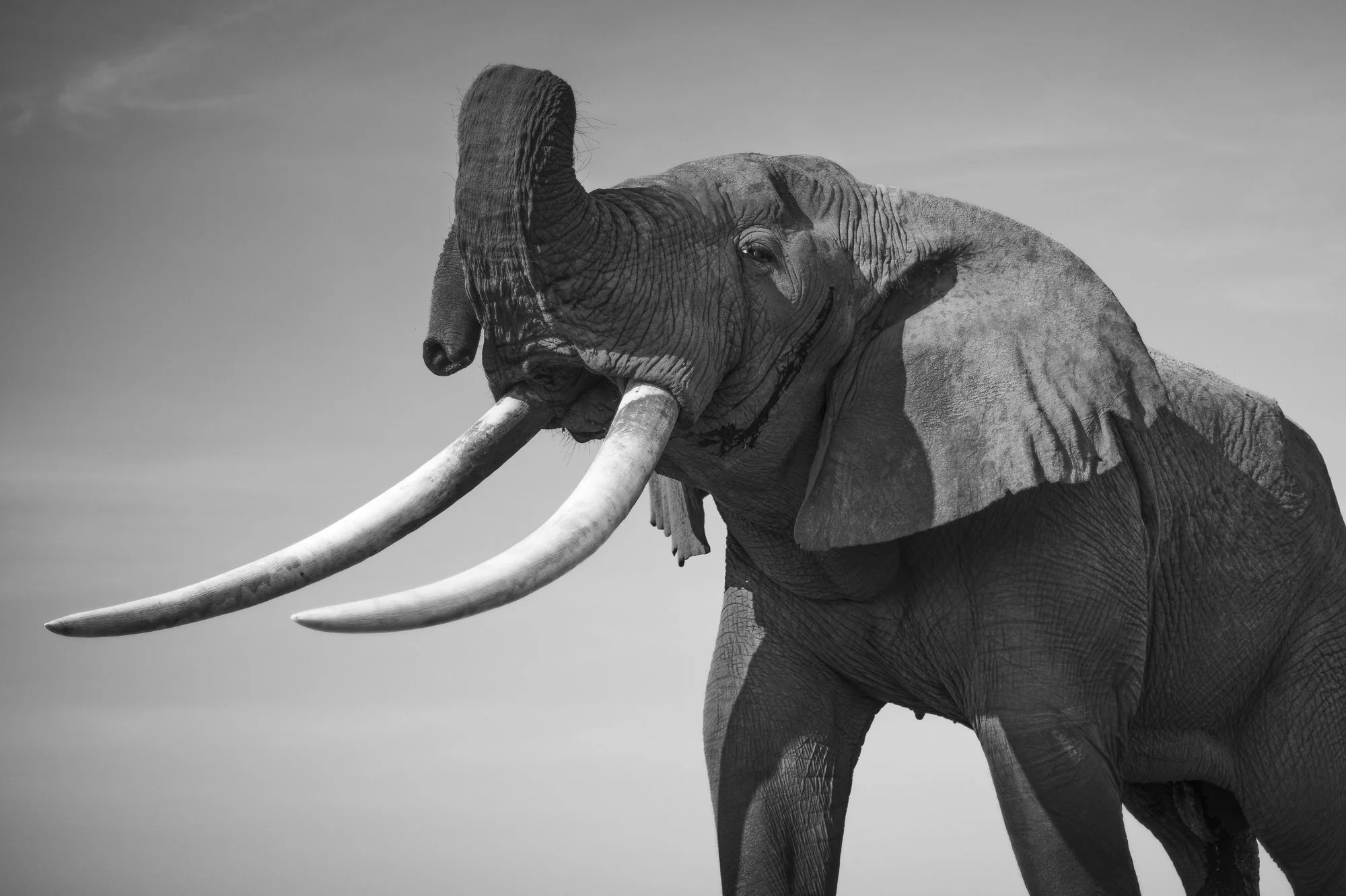 MICHAEL FROM  BELOW · Amboseli