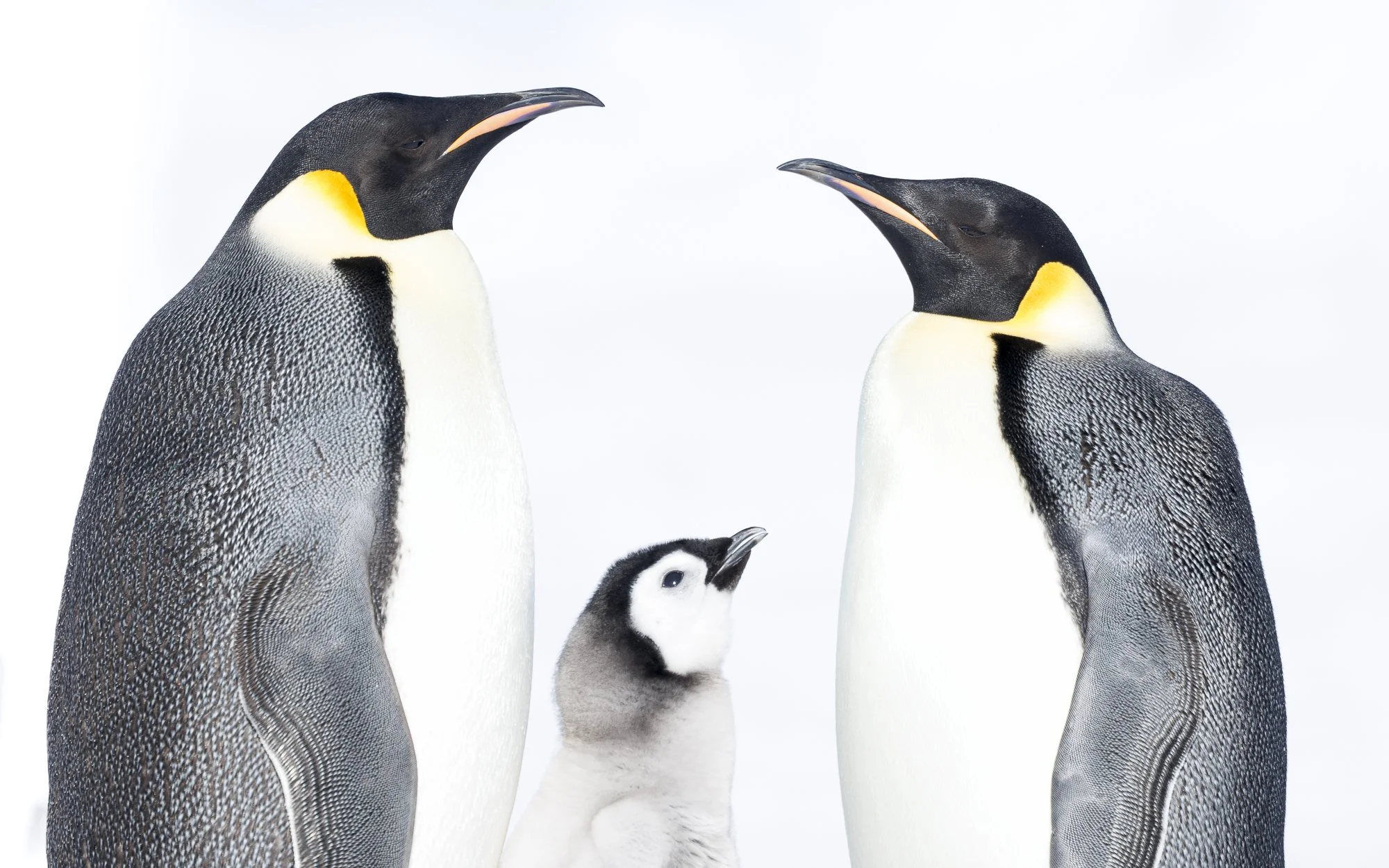 Emperor Penguin family at Snow Hill colony, Antarctica