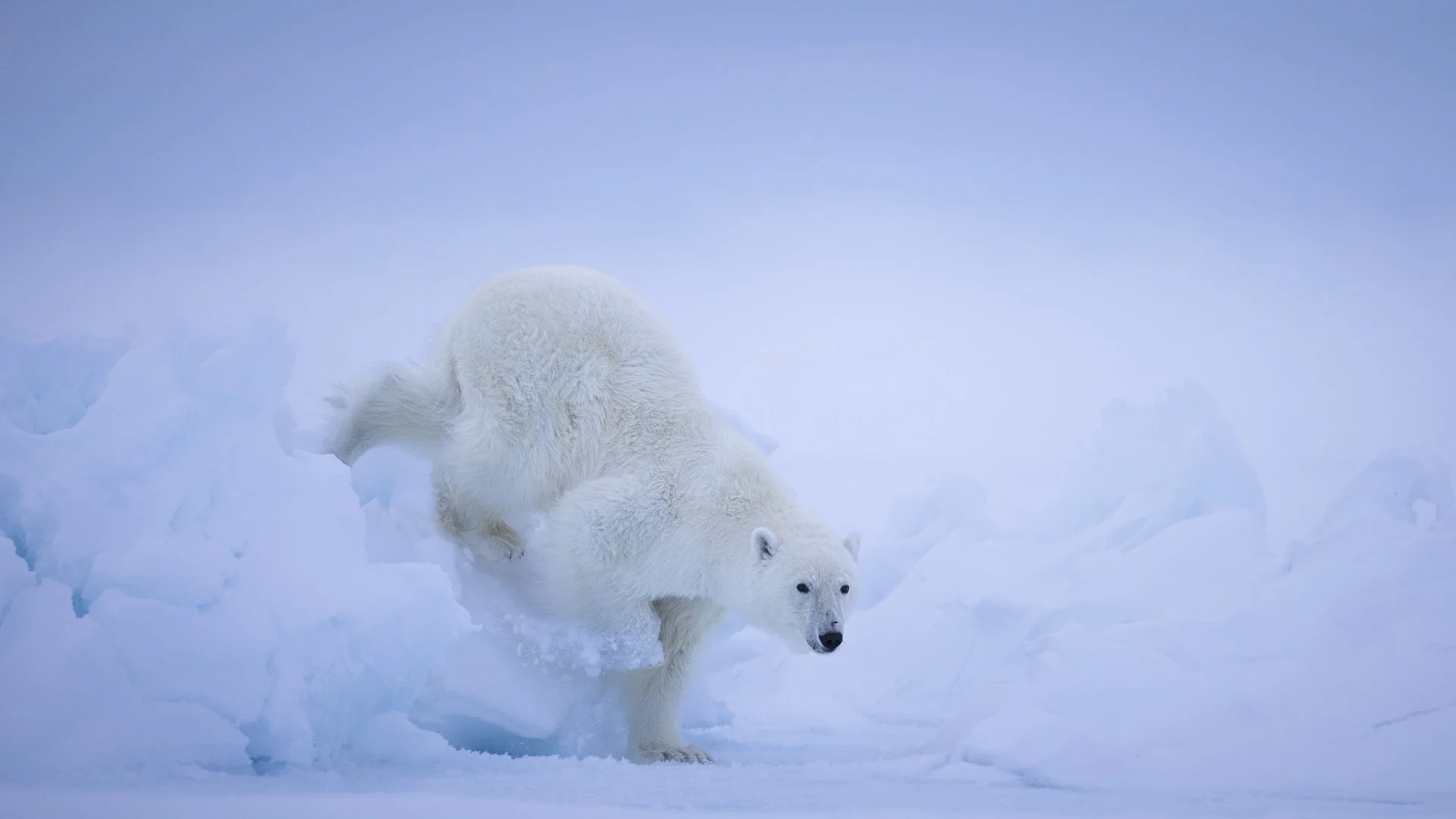 A polar bear keeps low while navigating down a snowy hill. The white polar bear stands against the cool blue and white background of the snowy background behind.