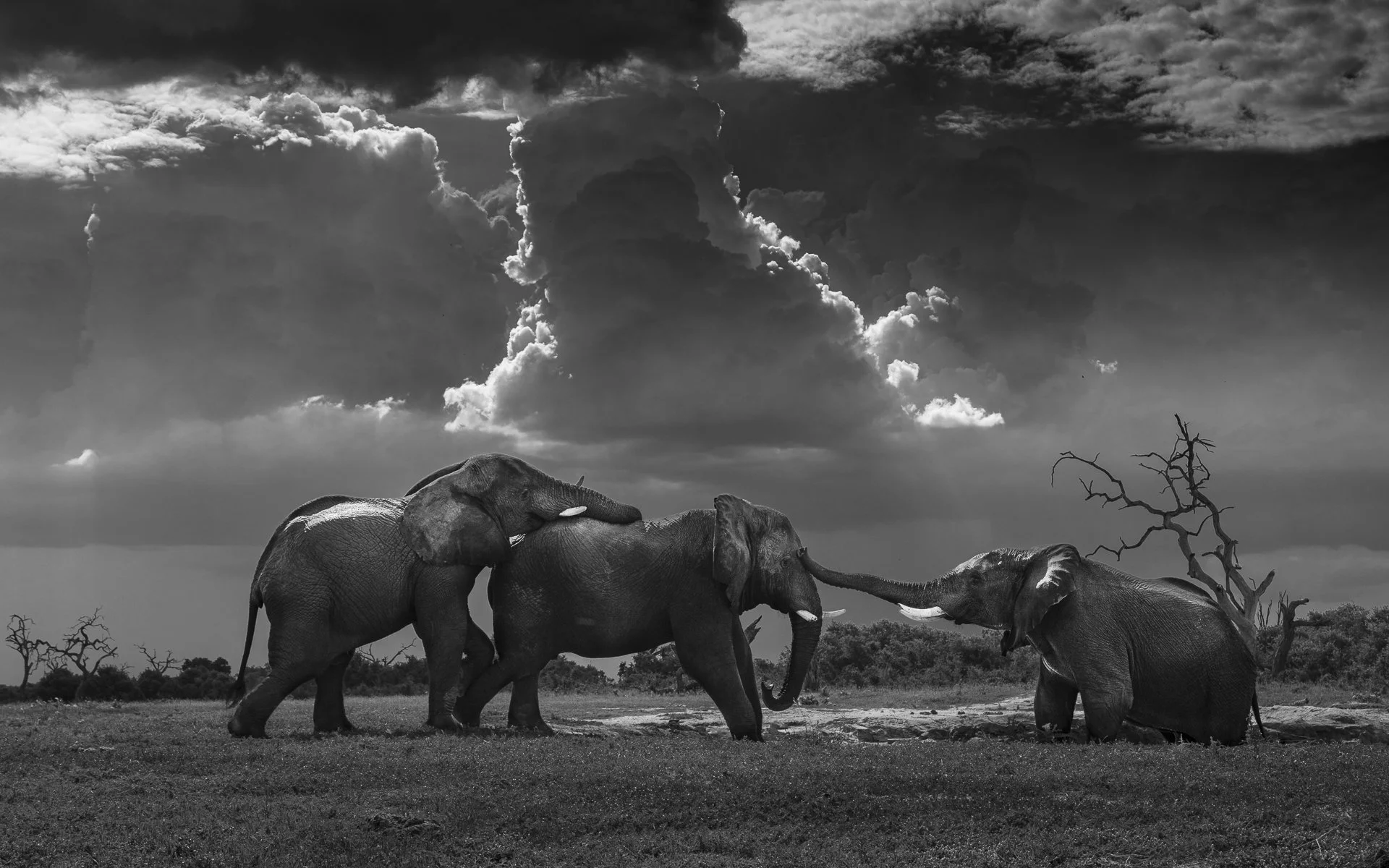 Three elephants connect using their trunks