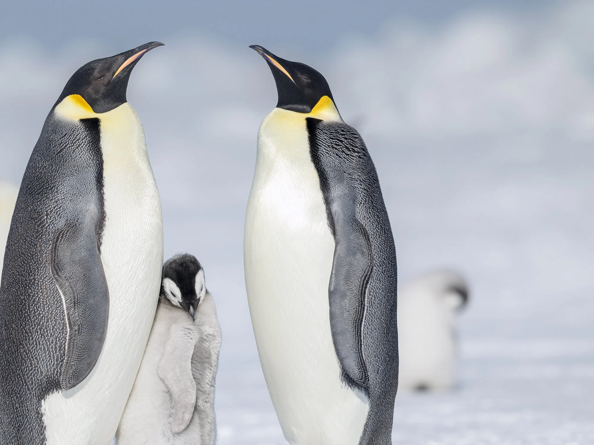 Emperor Penguin family at Snow Hill colony