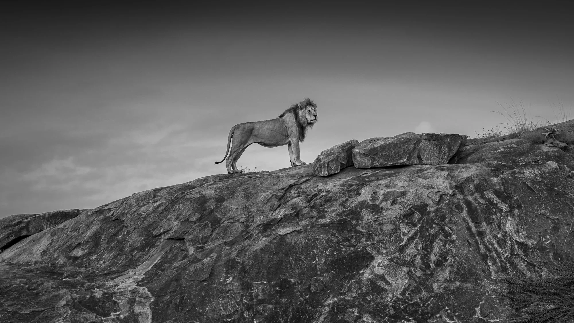 Image of a Lion King on a kopje