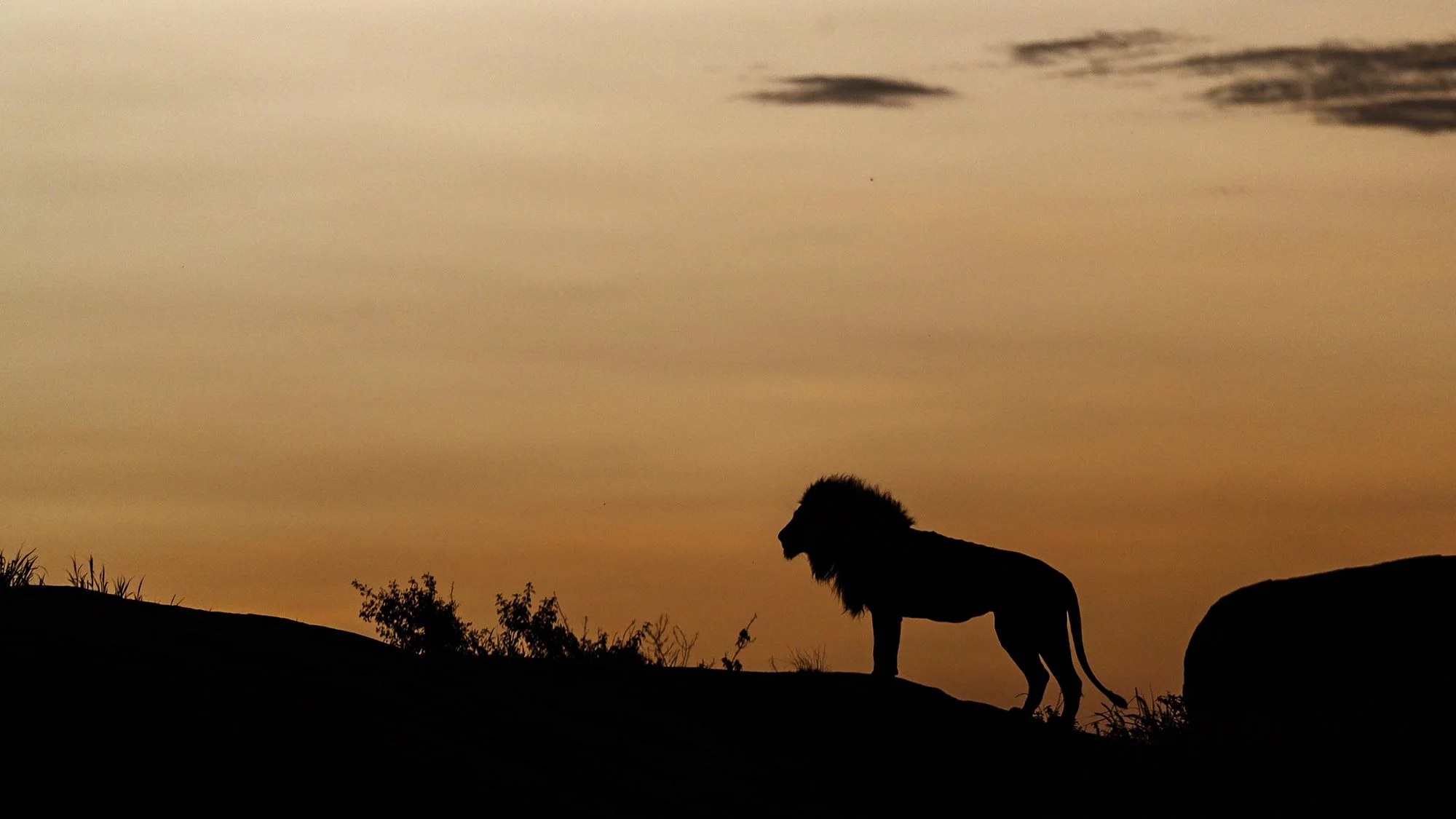 Silhouette image of a Lion King