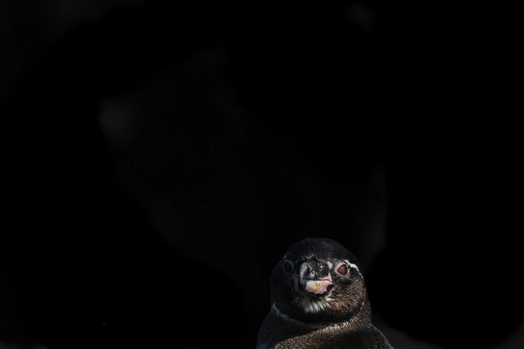 Galapagos Penguin taken at Punta Moreno