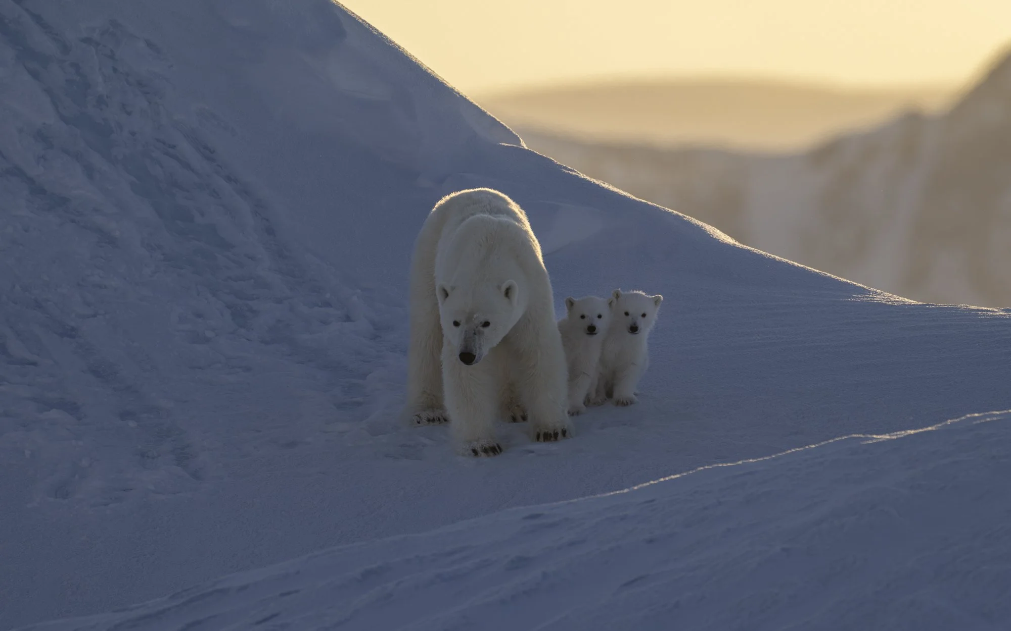 Polar Bear family huddle together as sun sets
